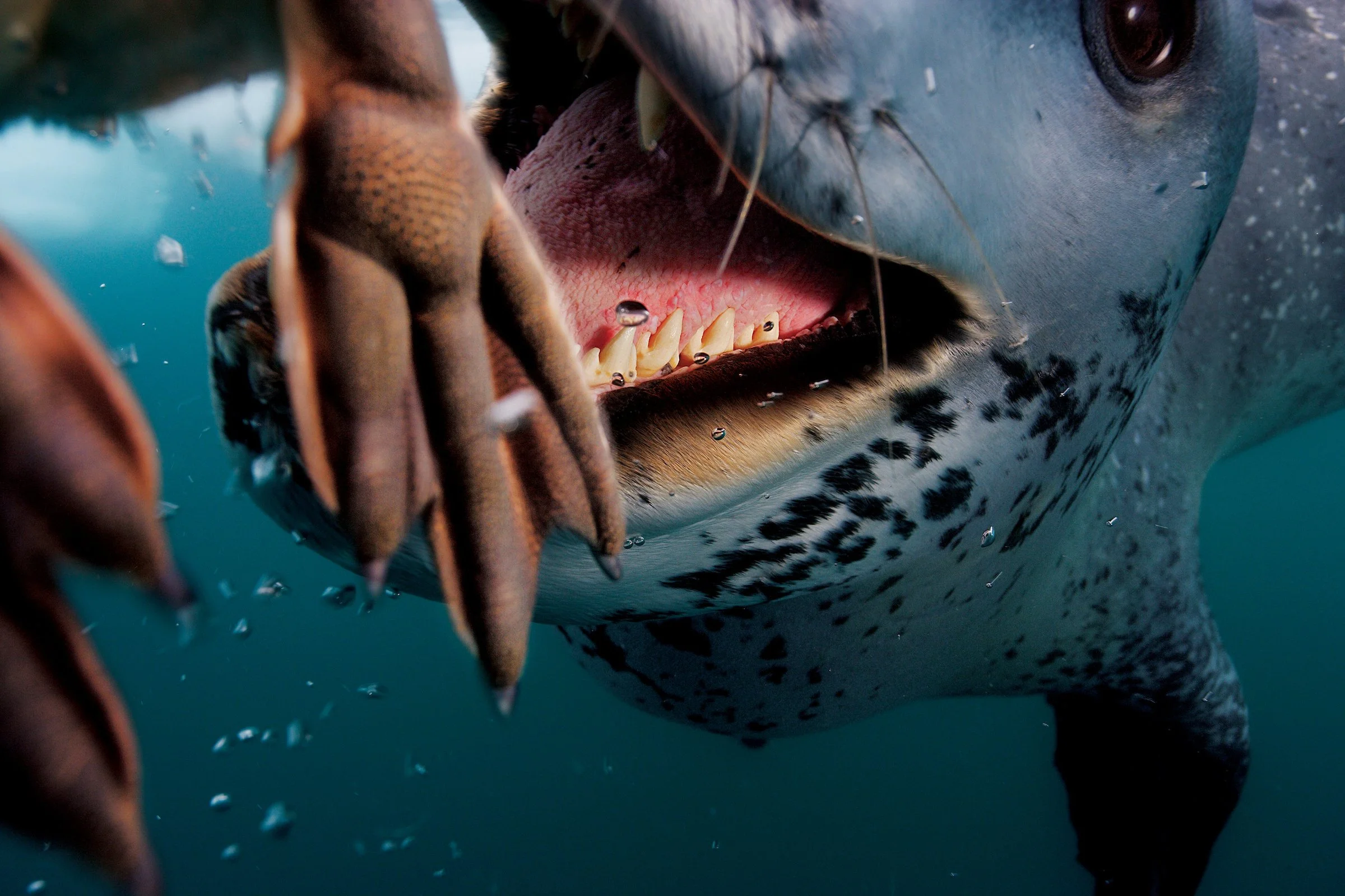 Leopard Seal_Paul Nicklen.jpg