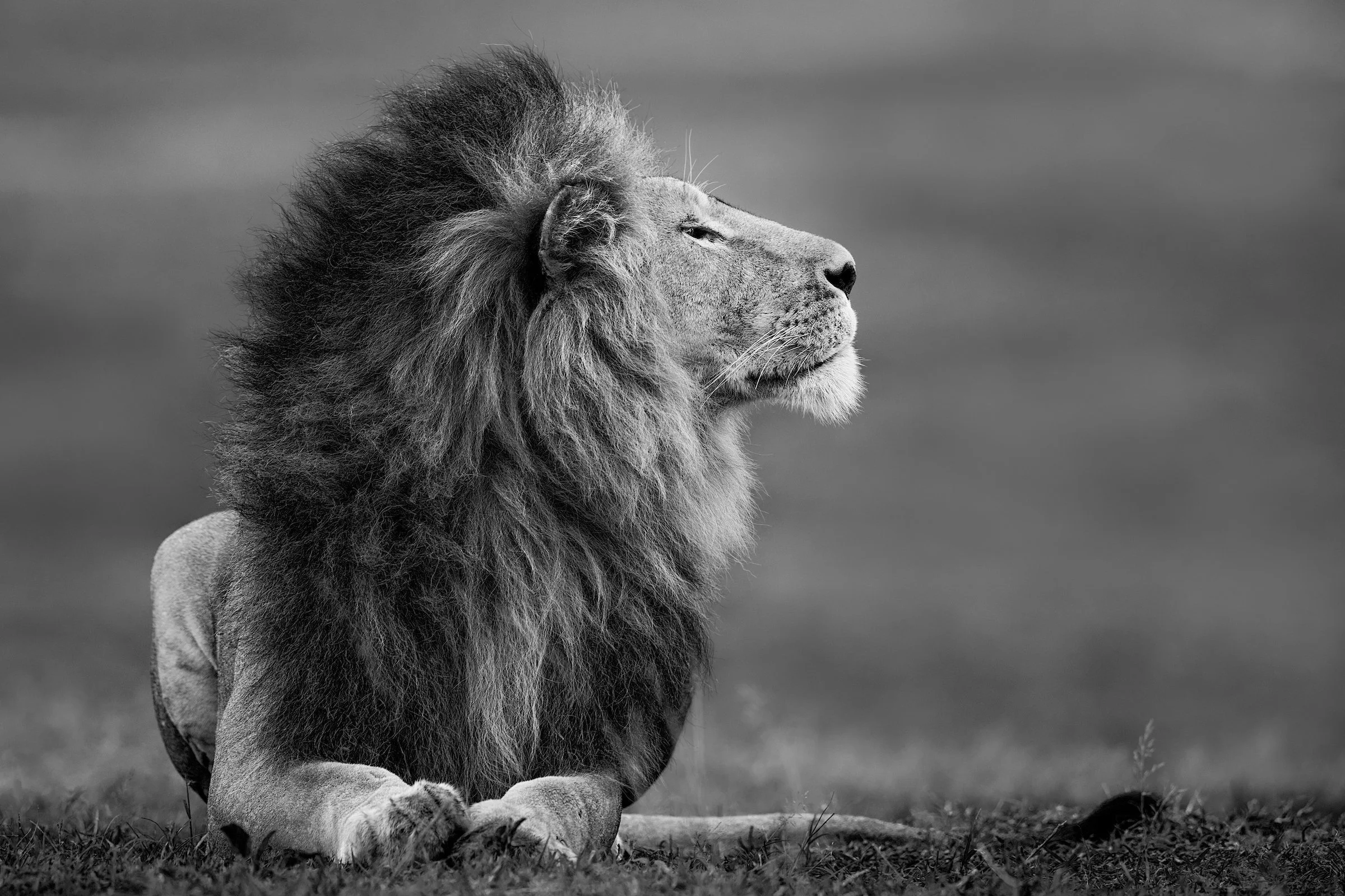 Master of the Mara_Paul Nicklen.jpg