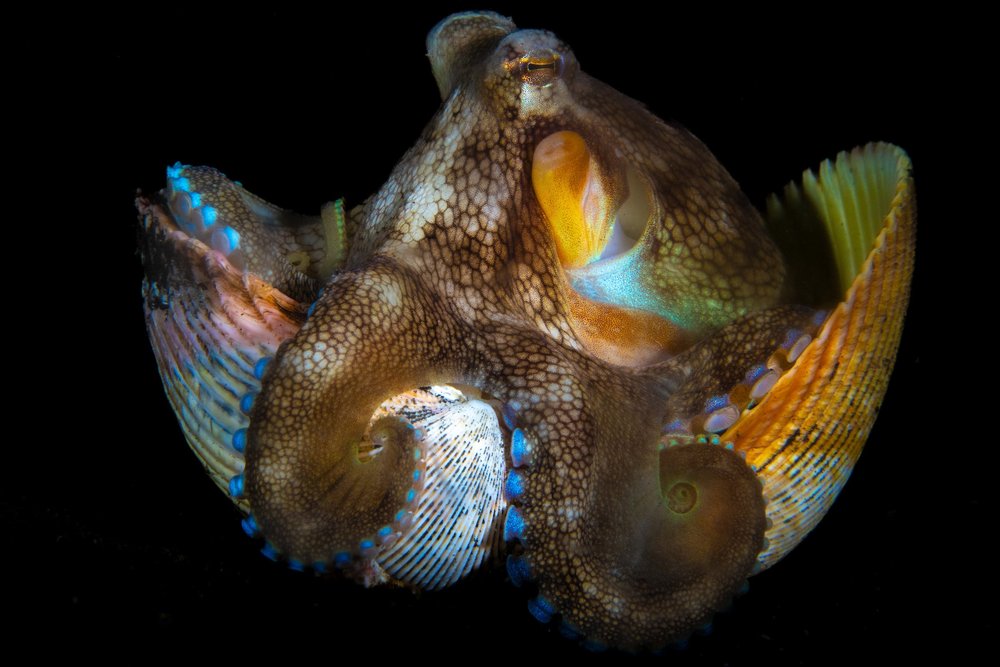 Octopus in a Shell_Paul Nicklen.jpg