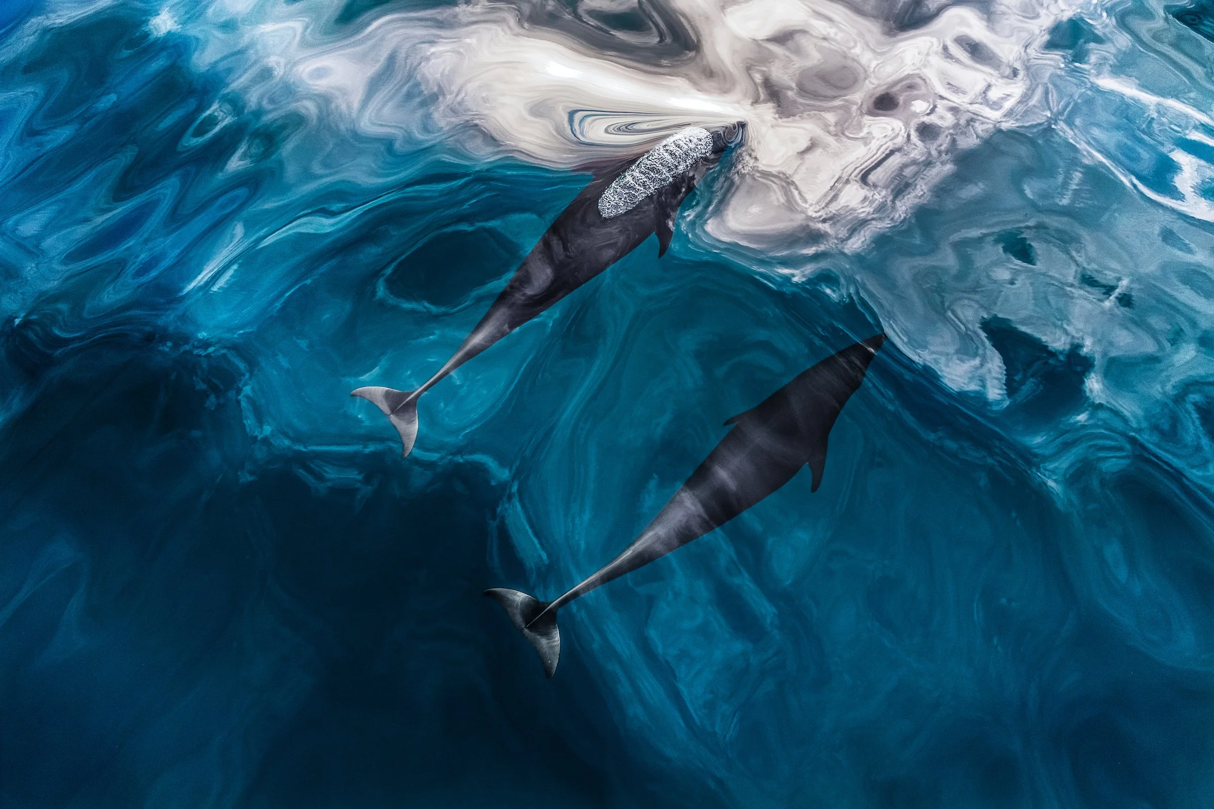 Pacific Dance_Paul Nicklen.jpg
