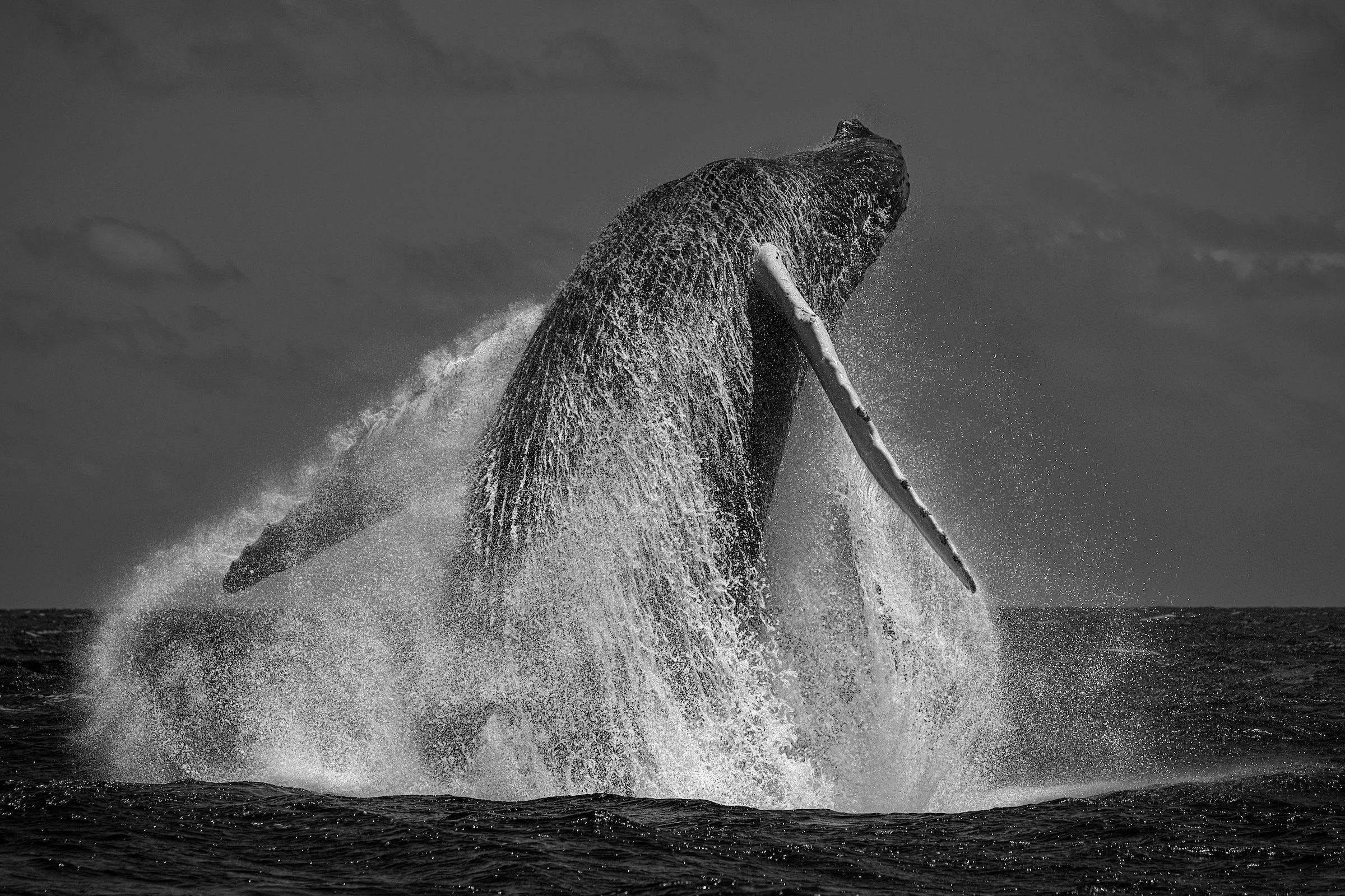 Revolution_Paul Nicklen.jpg