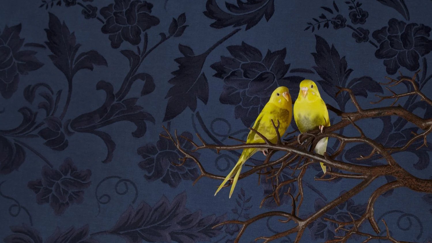 How Claire Rosen Turned a Simple Visual Experiment Into a Call to Rethink How We Treat Animals