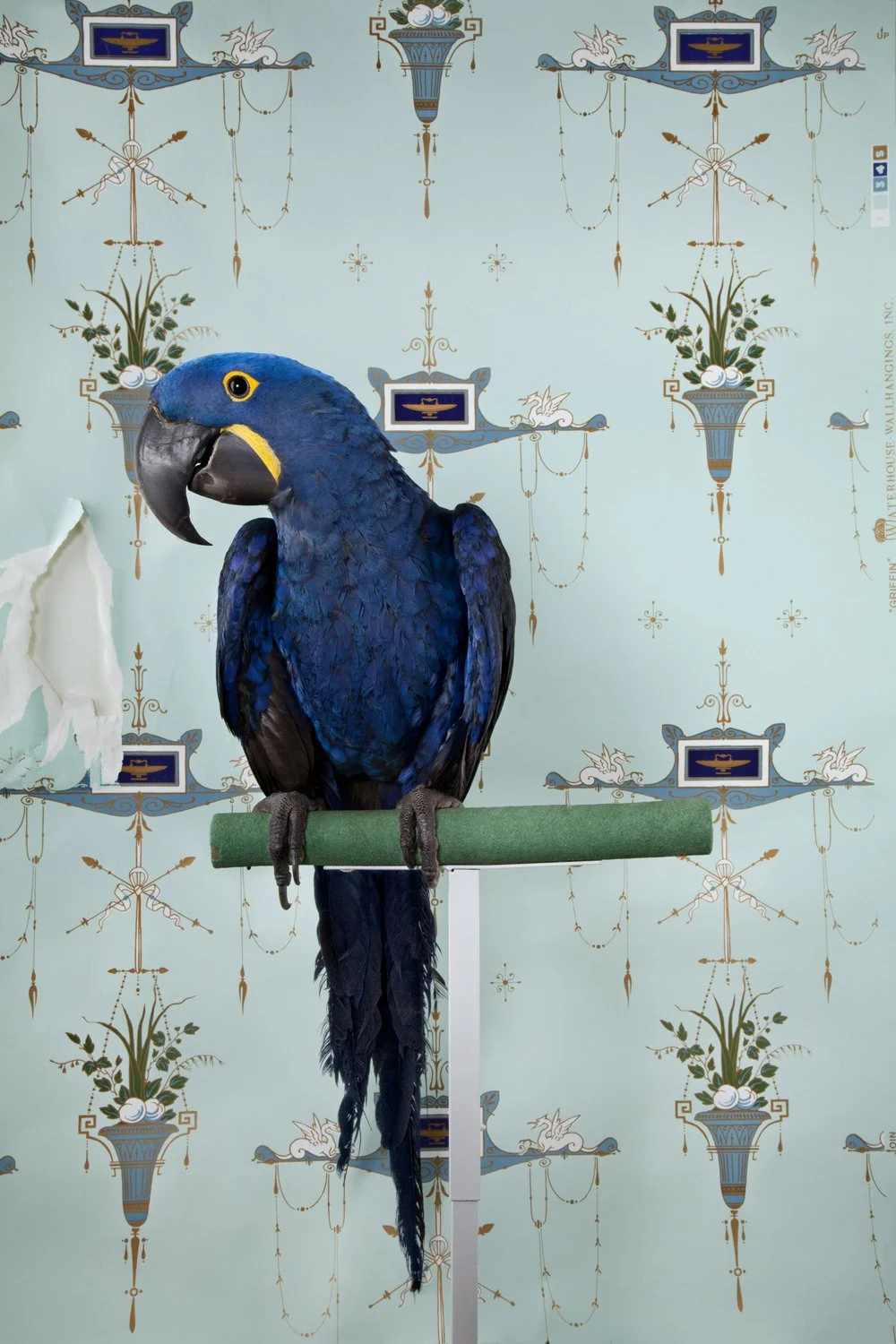 ClaireRosen_BOF_7677_HyacinthMacaw_2012_makethiseupdatestoPSB.jpg