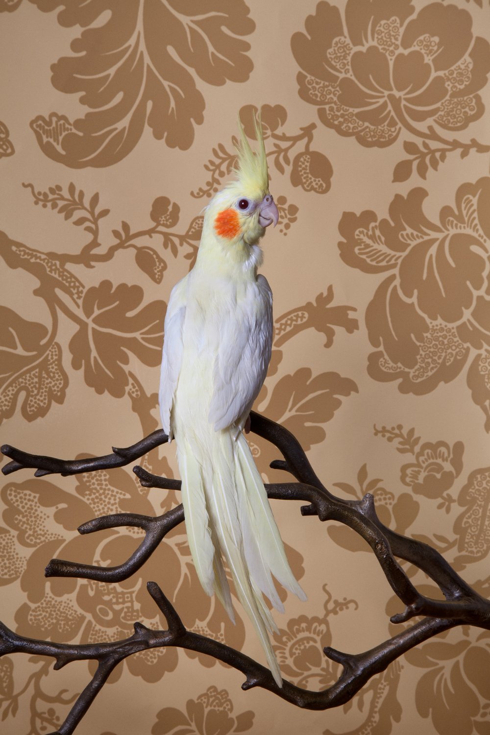ClaireRosen_BOF_7874_LutinoCockatiel_2012.jpg