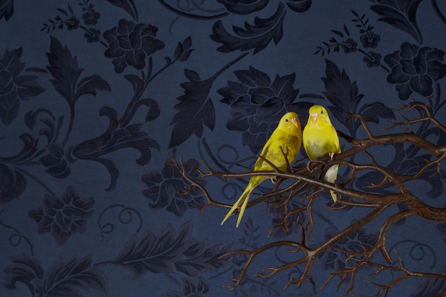 ClaireRosen_BOF_9947_Budgerigar_2015.jpg
