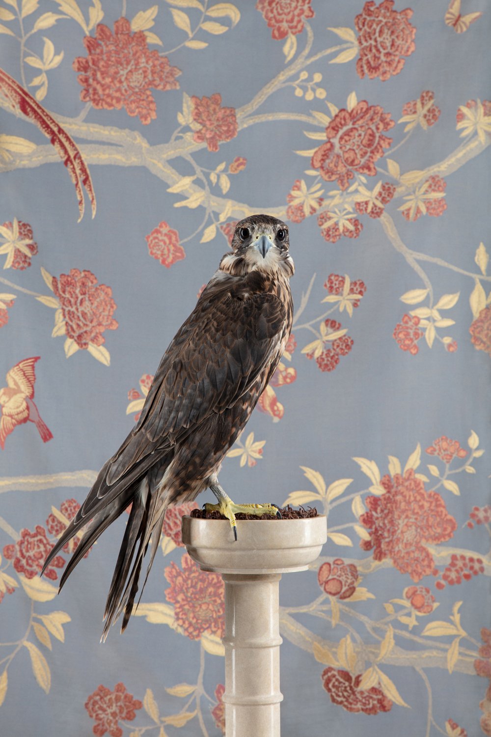 ClaireRosen_BOP_4338_SakerFalcon_2016.jpg
