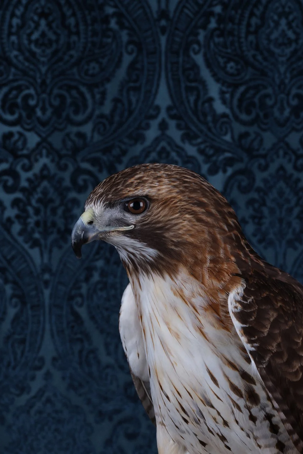 ClaireRosen_BOP_5324_RedTailedHawk_2023.jpg