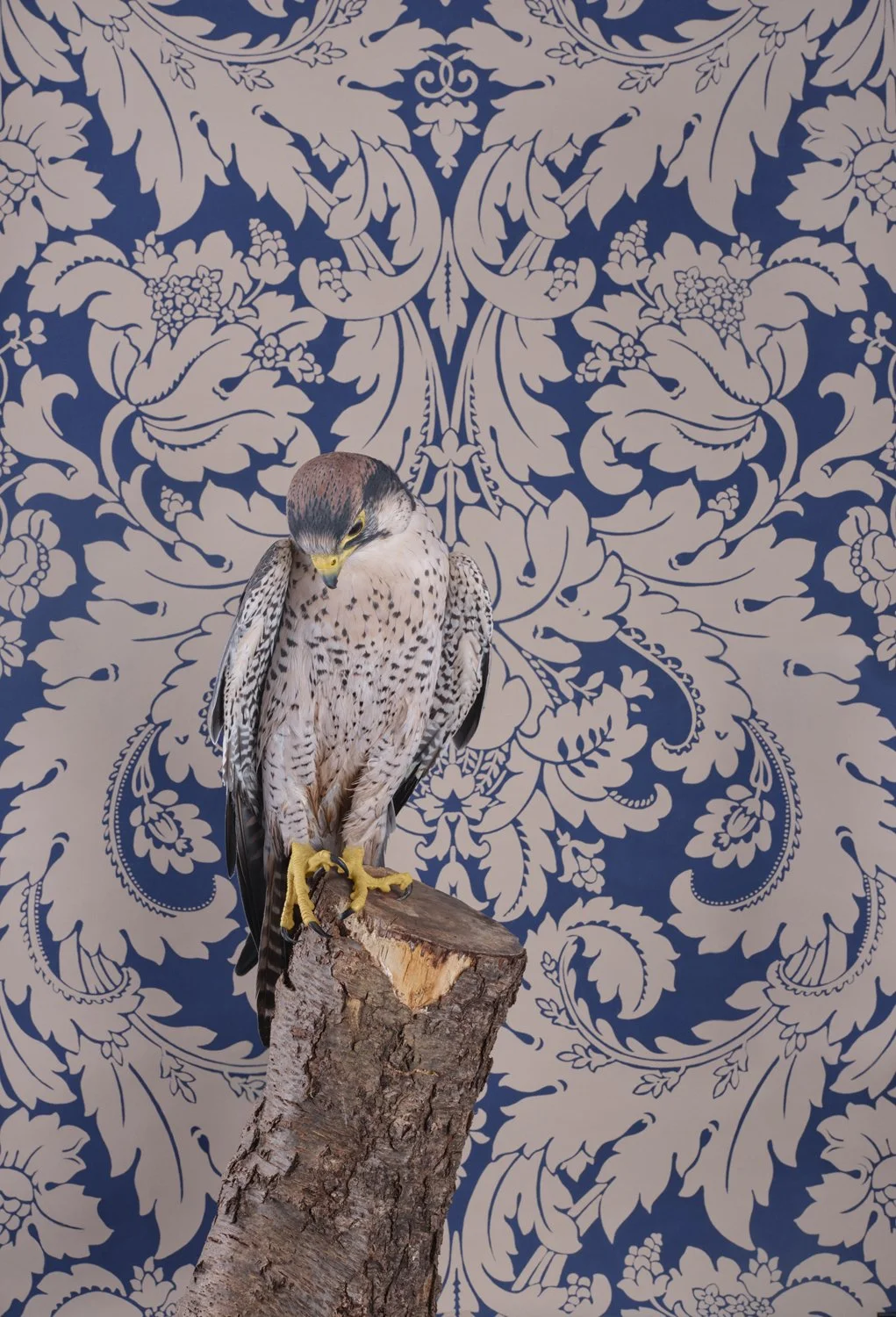 ClaireRosen_BOP_7234_LannerFalcon_2021.jpg