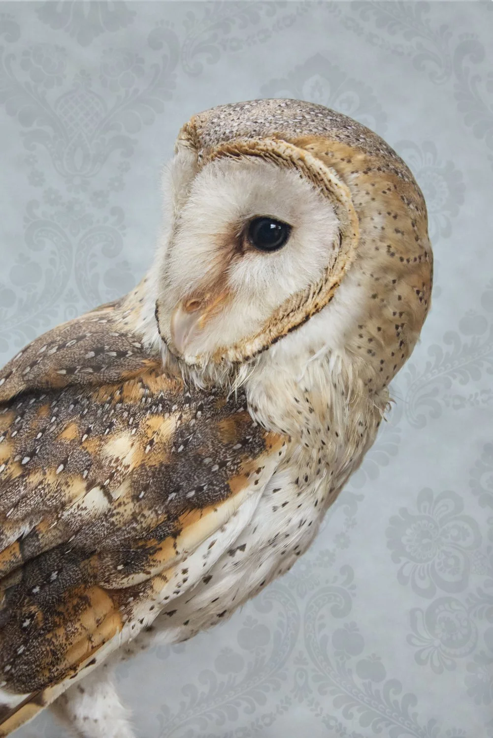 ClaireRosen_BOP_7275_BarnOwl_2016.jpg