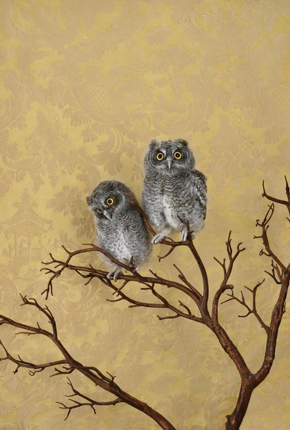 ClaireRosen_BOP_7711_SpottedEagleOwlets_2021.jpg
