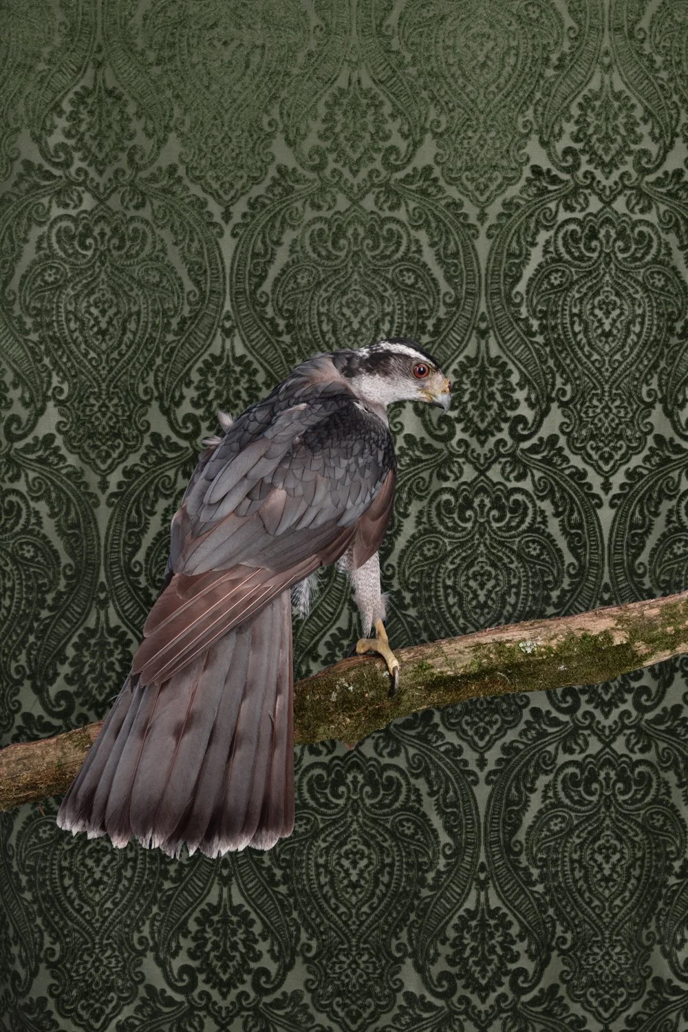 ClaireRosen_BOP_7866_AmericanGoshawk_2021.jpg