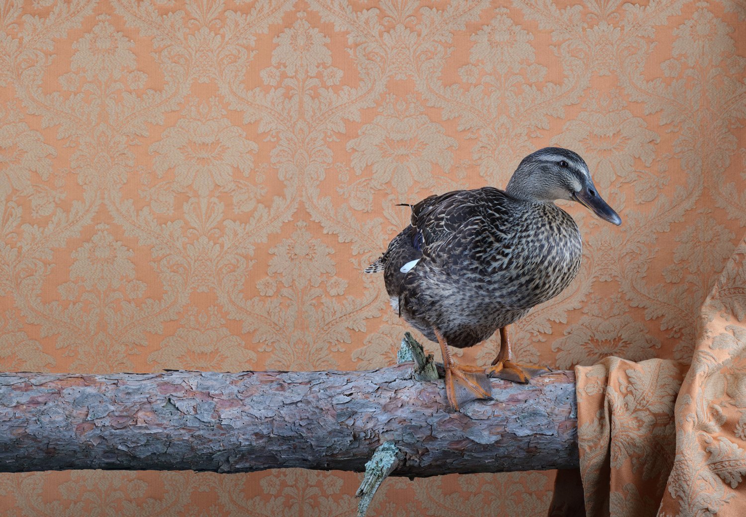 ClaireRosen_FOW_0166_Duck_2020.jpg