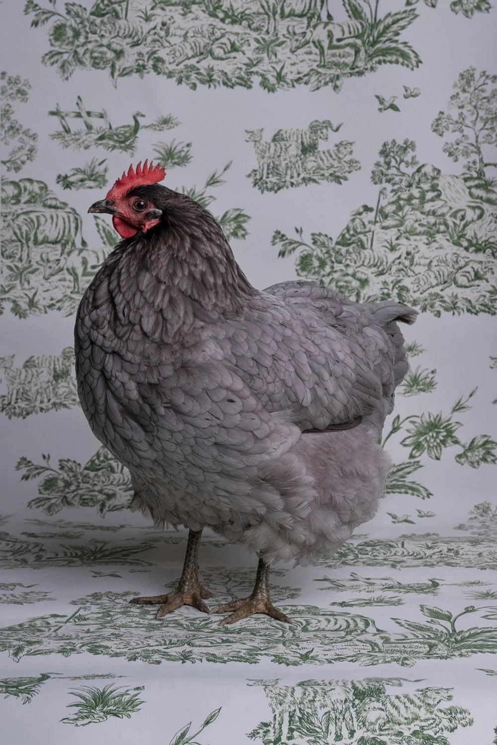 ClaireRosen_FOW_6178_BlueAmericanusChicken2019crop.jpg
