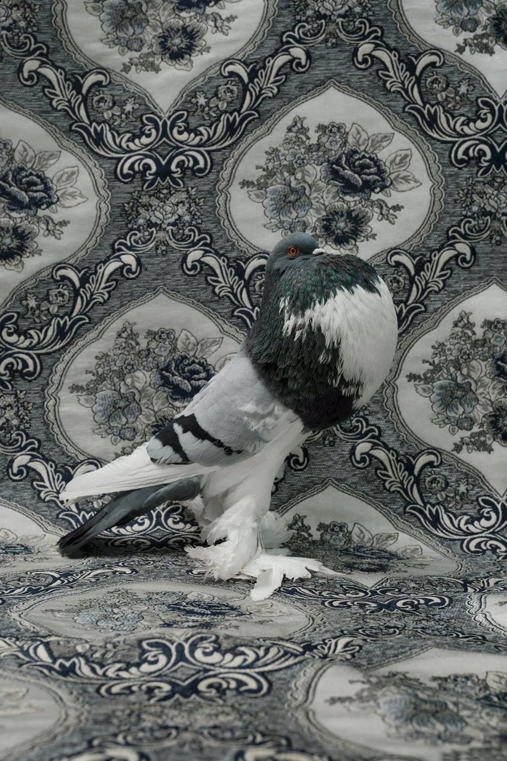ClaireRosen_FOW_9564_EnglishPouterPigeon_2018.jpg