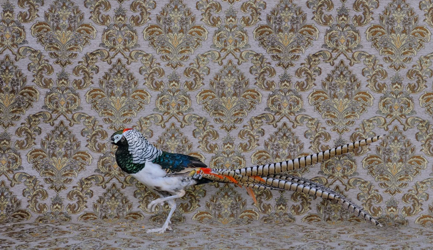 ClaireRosen_FOW_9590_LadyAmherstPheasant_2018.jpg