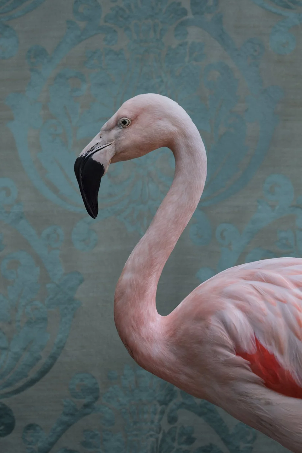 ClaireRosen_BOF_0350_GreaterFlamingo_2017.jpg