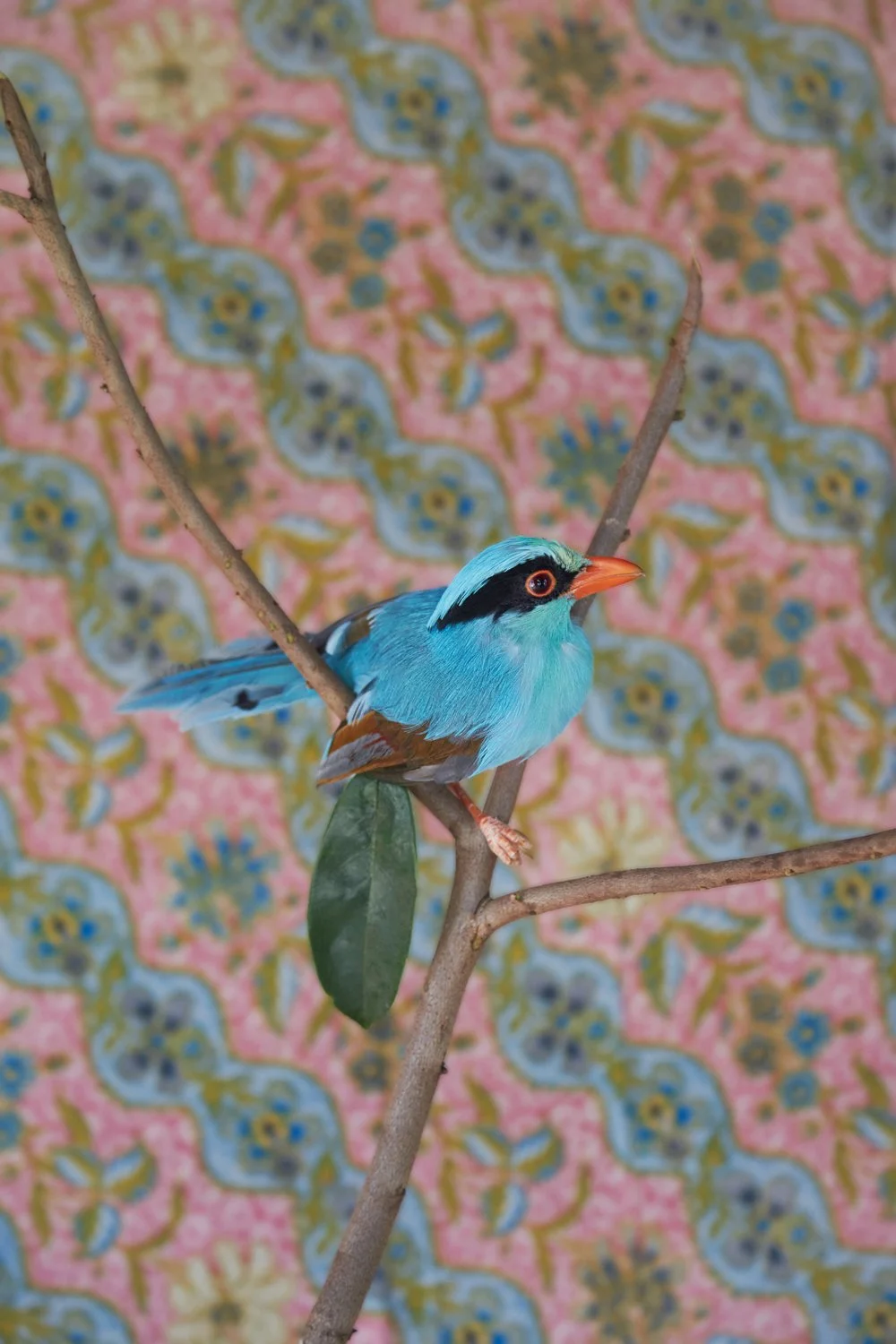 ClaireRosen_BOF_2969_JavanGreenMagpie_2015.jpg