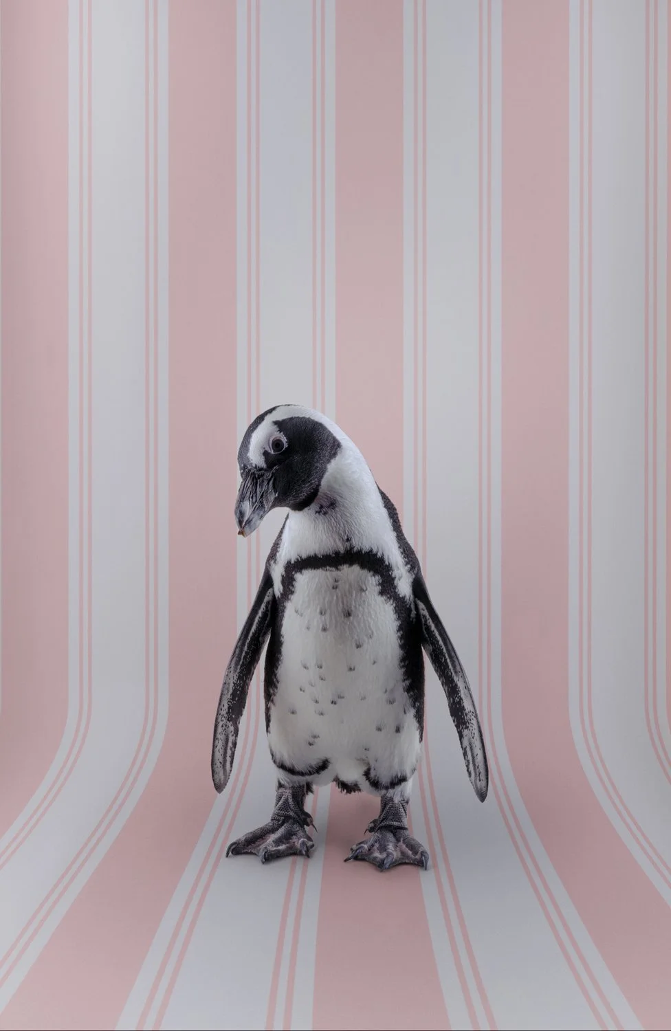 ClaireRosen_BOF_7125_AfricanPenguin_2021.jpg