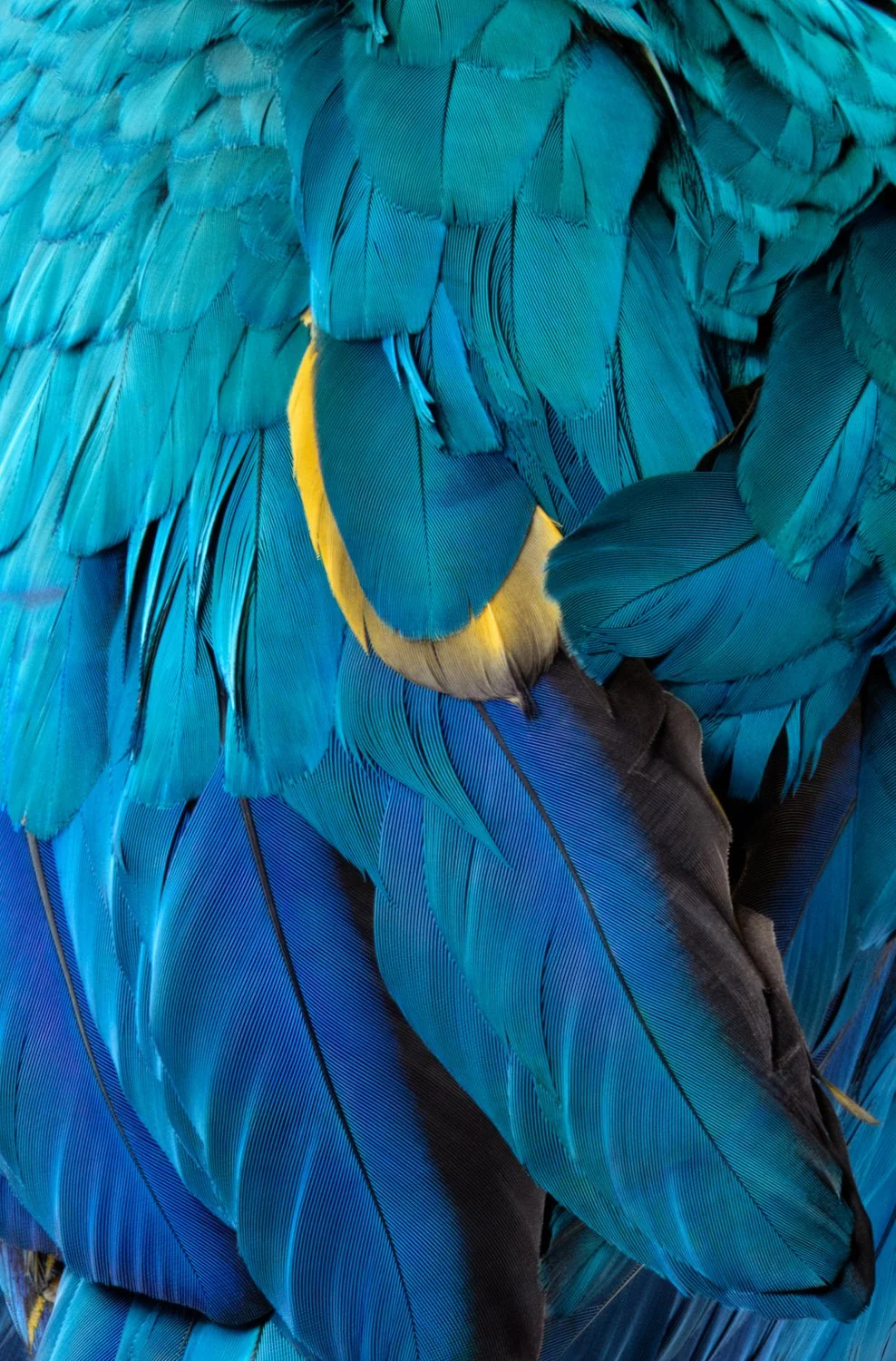 ClaireRosen_BOF_7394_BlueGoldMacaw_Detail_2012.jpg