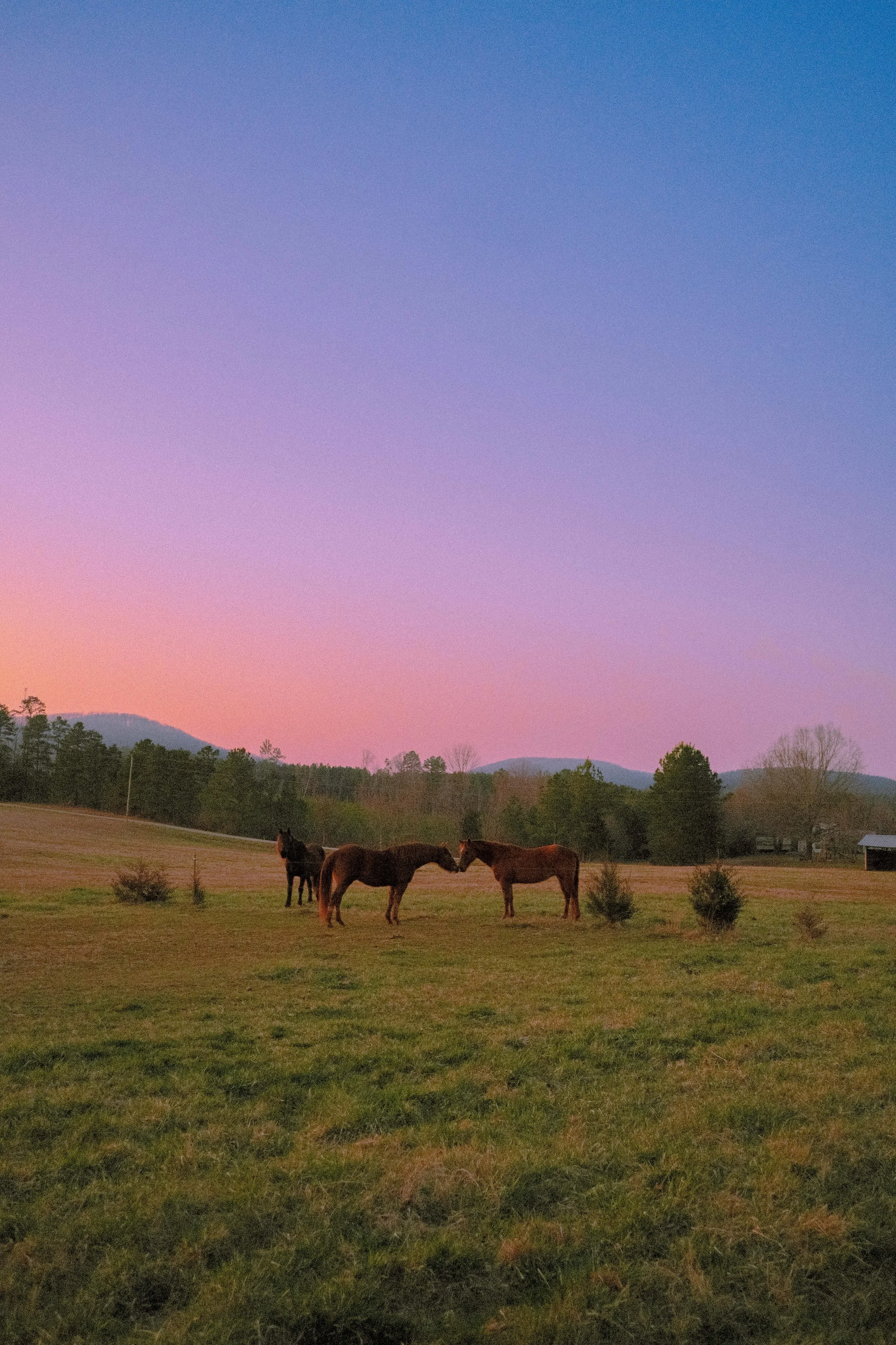 Horse photo mentioned in the interview.jpg