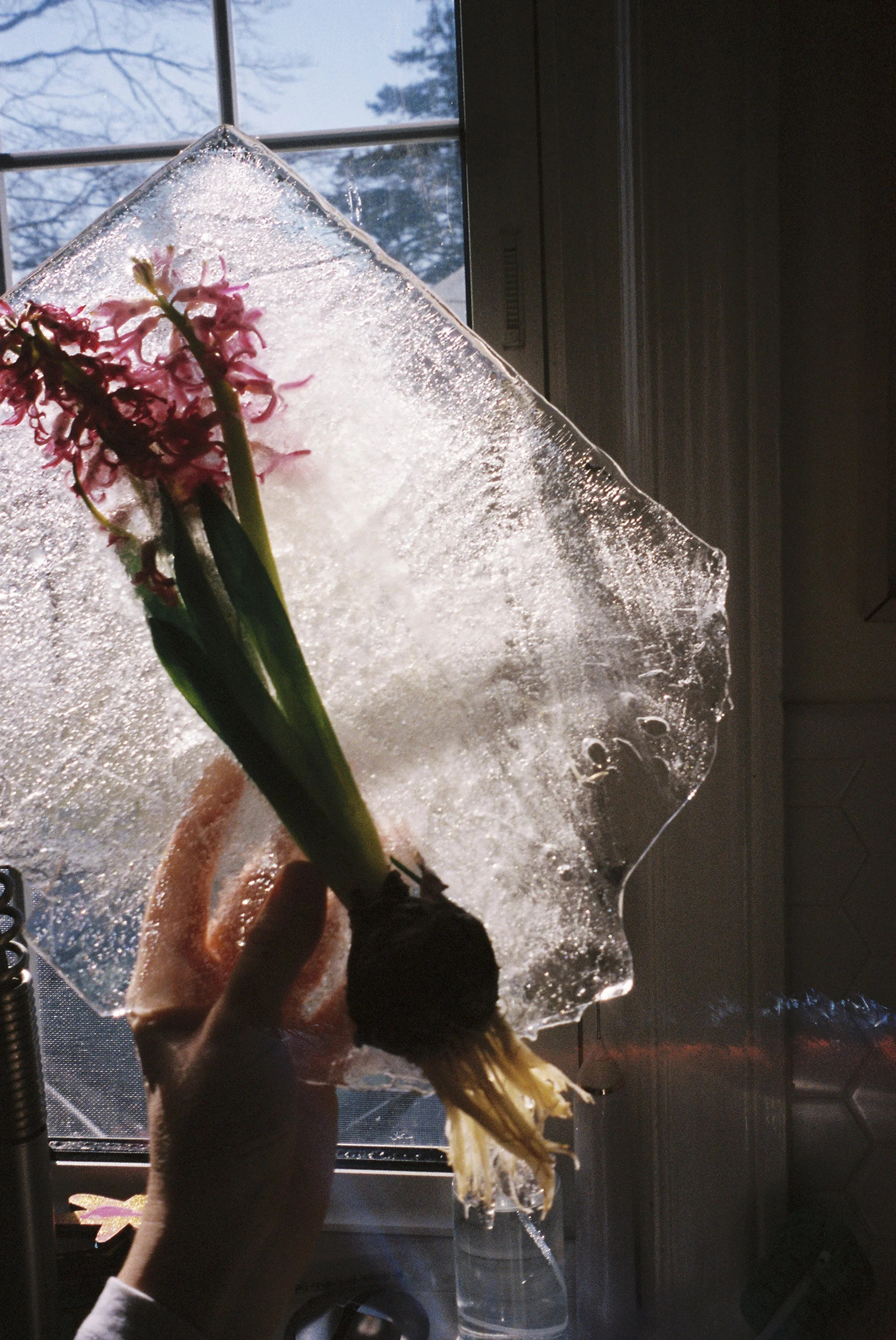 58_IceFlower_LRWEB.jpg
