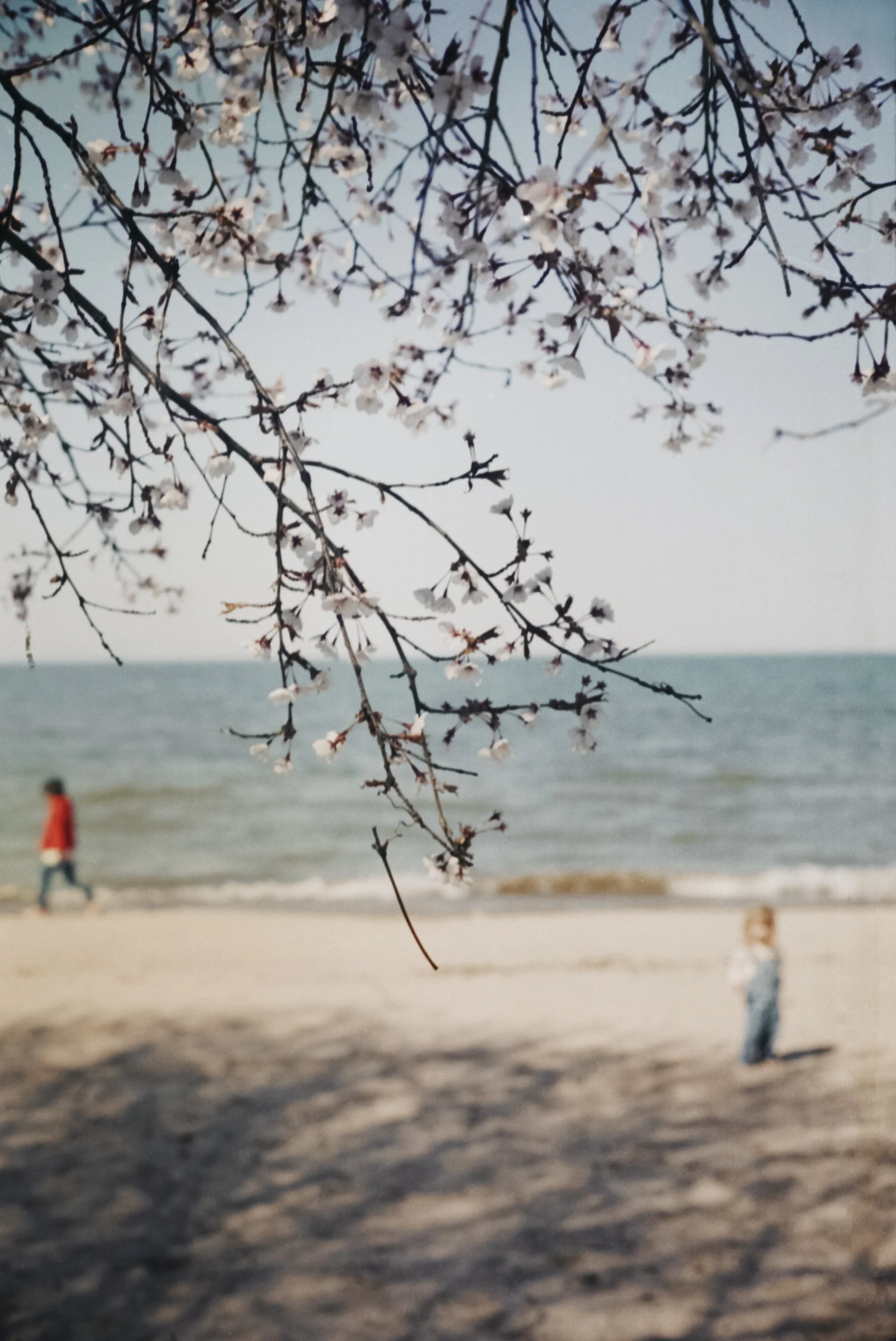 54_BeachTree_LRWEB.jpg