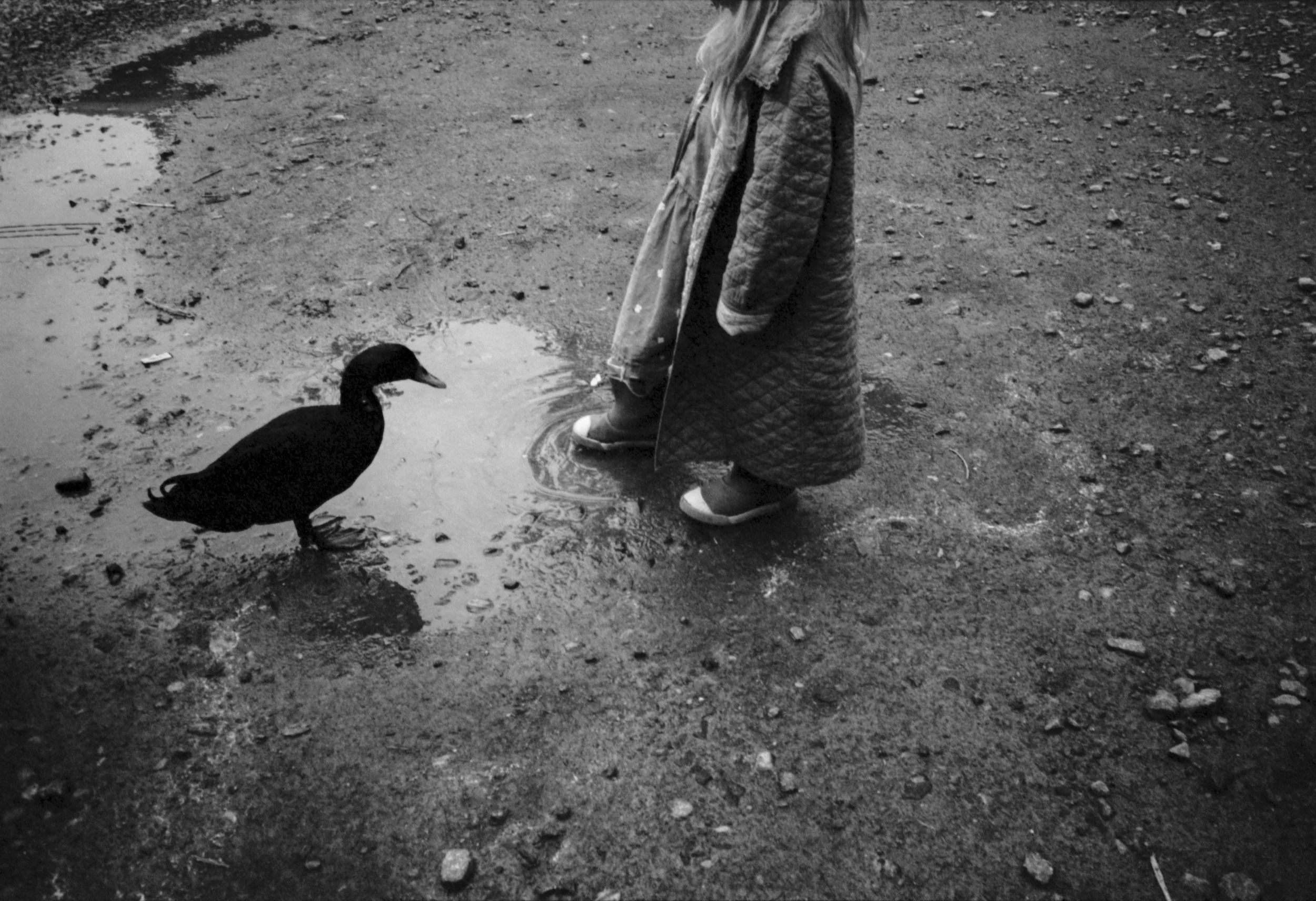 20_Duck_LRWEB.jpg