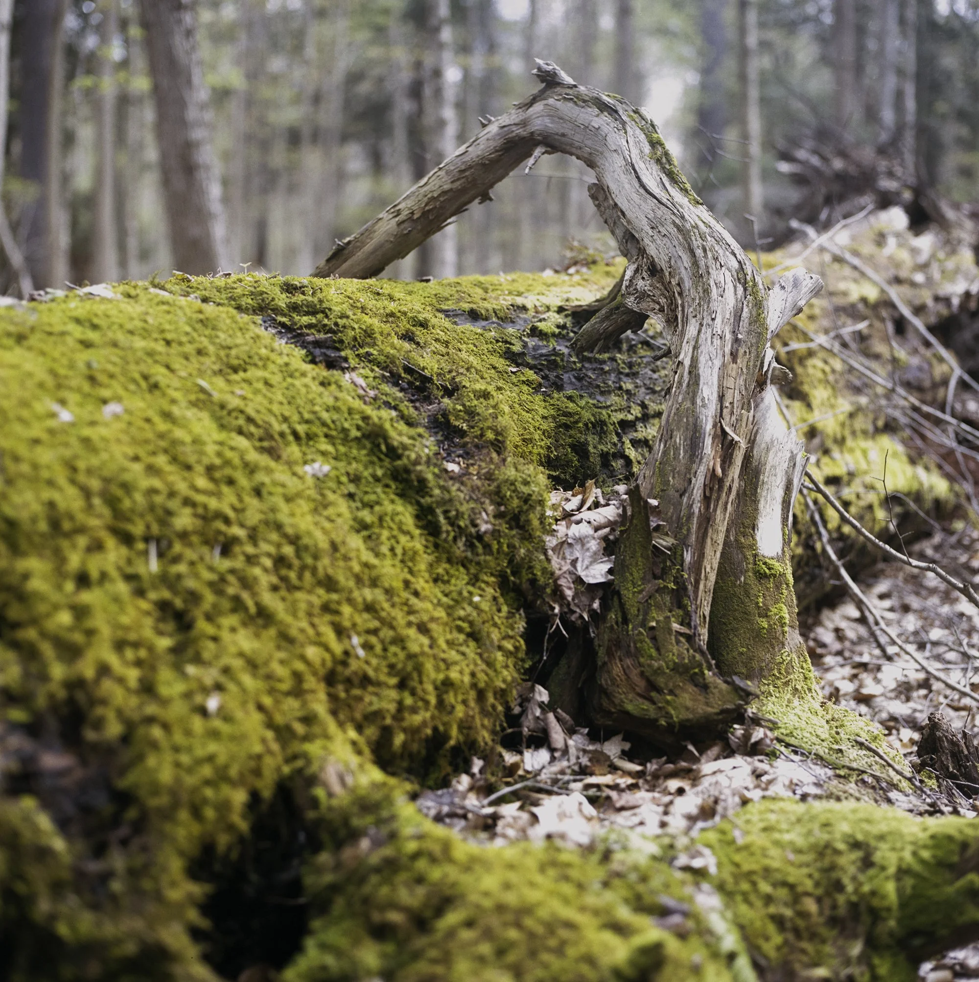 23_Moss_LRWEB.jpg