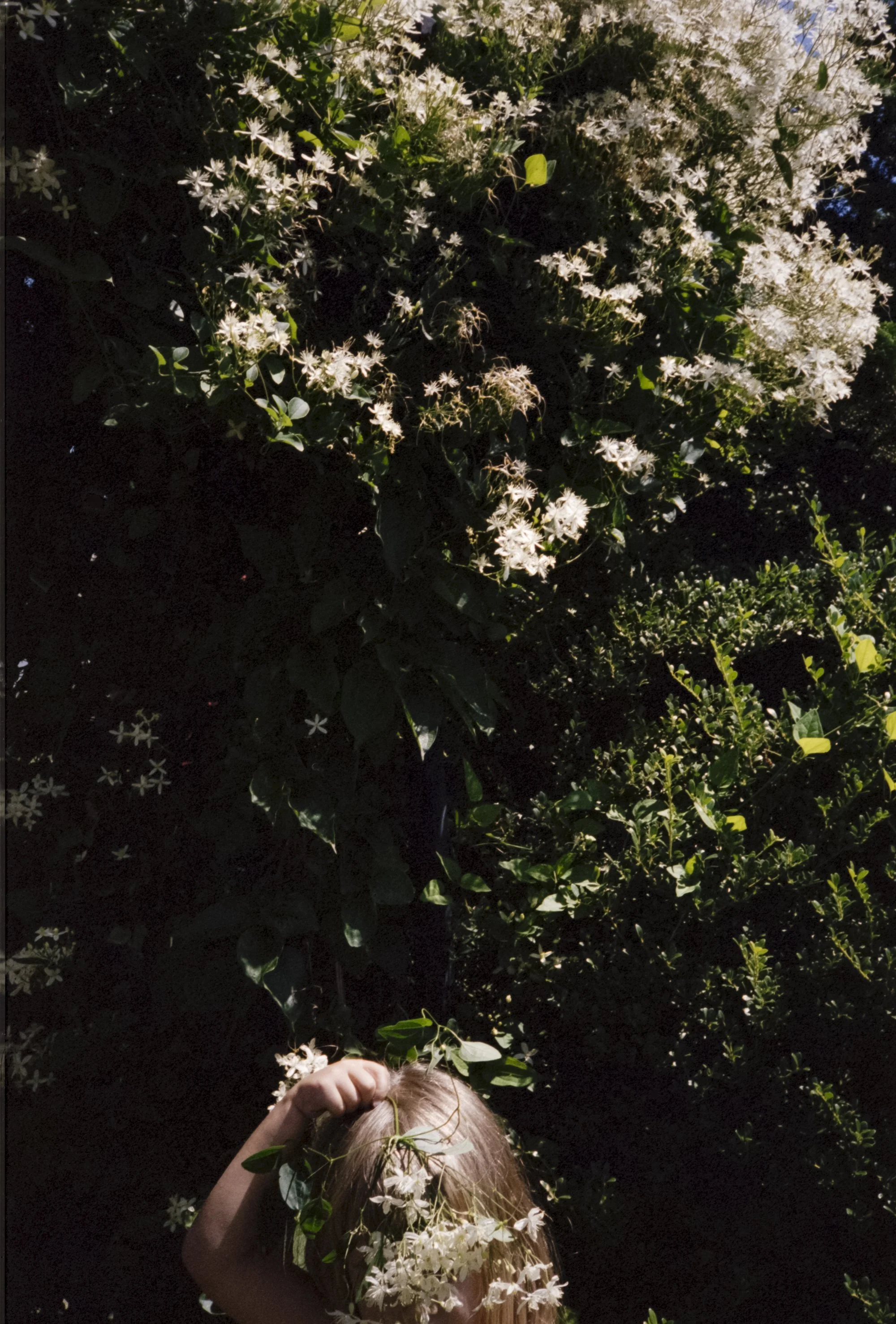 35_Flowerhead_LRWEB.jpg