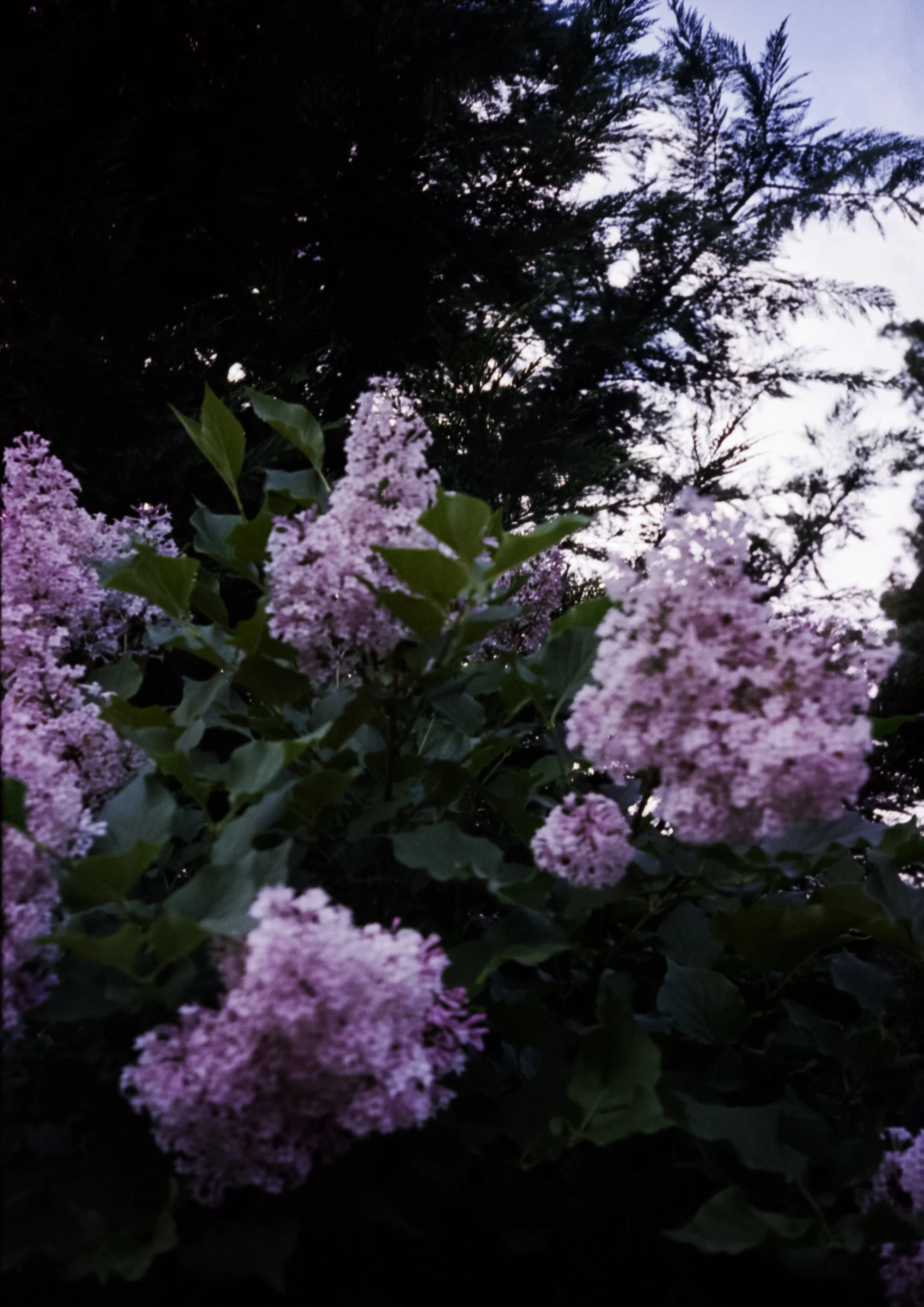 004_Lilac_LRWEB.jpg