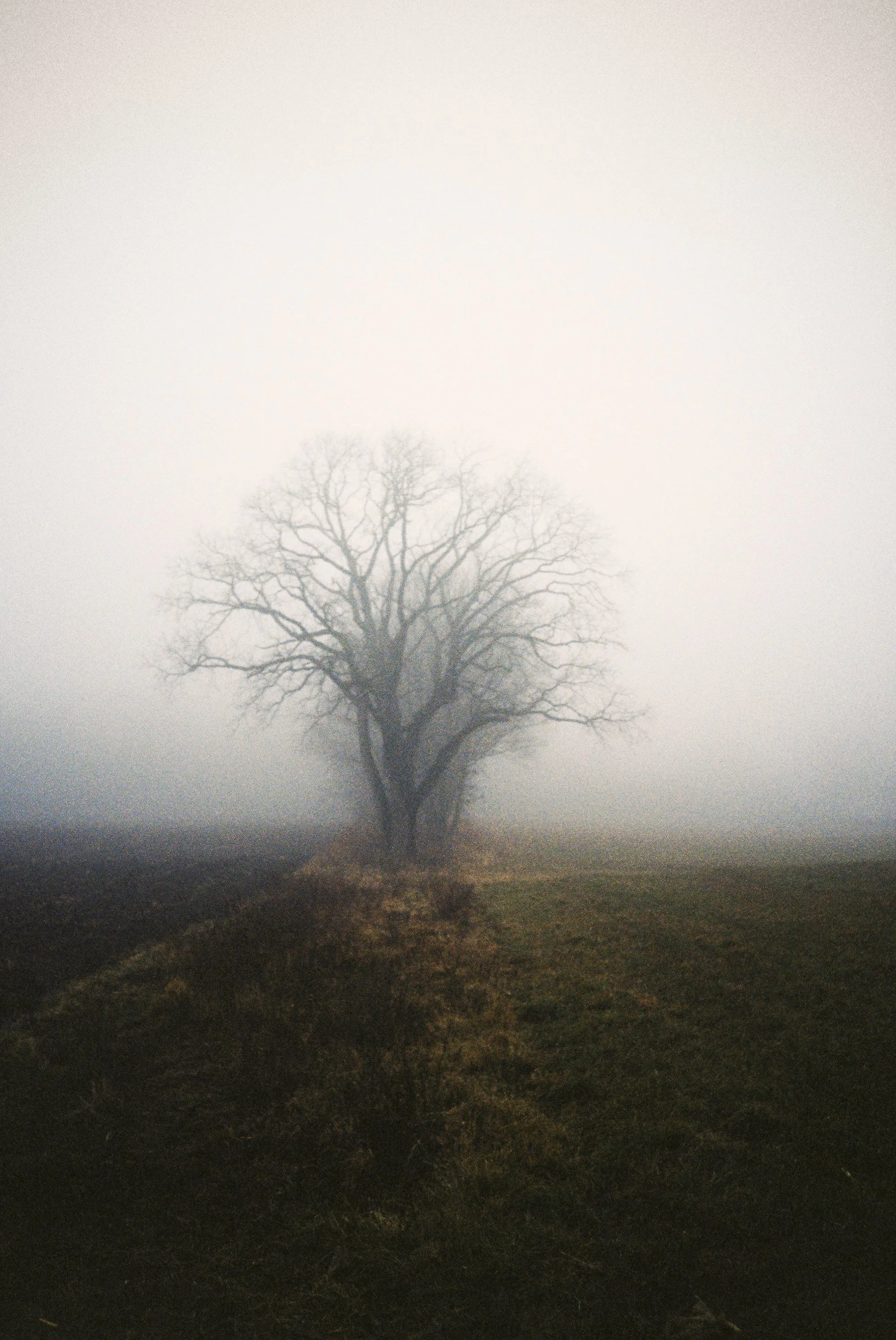 005_FogTree_LRWEB.jpg