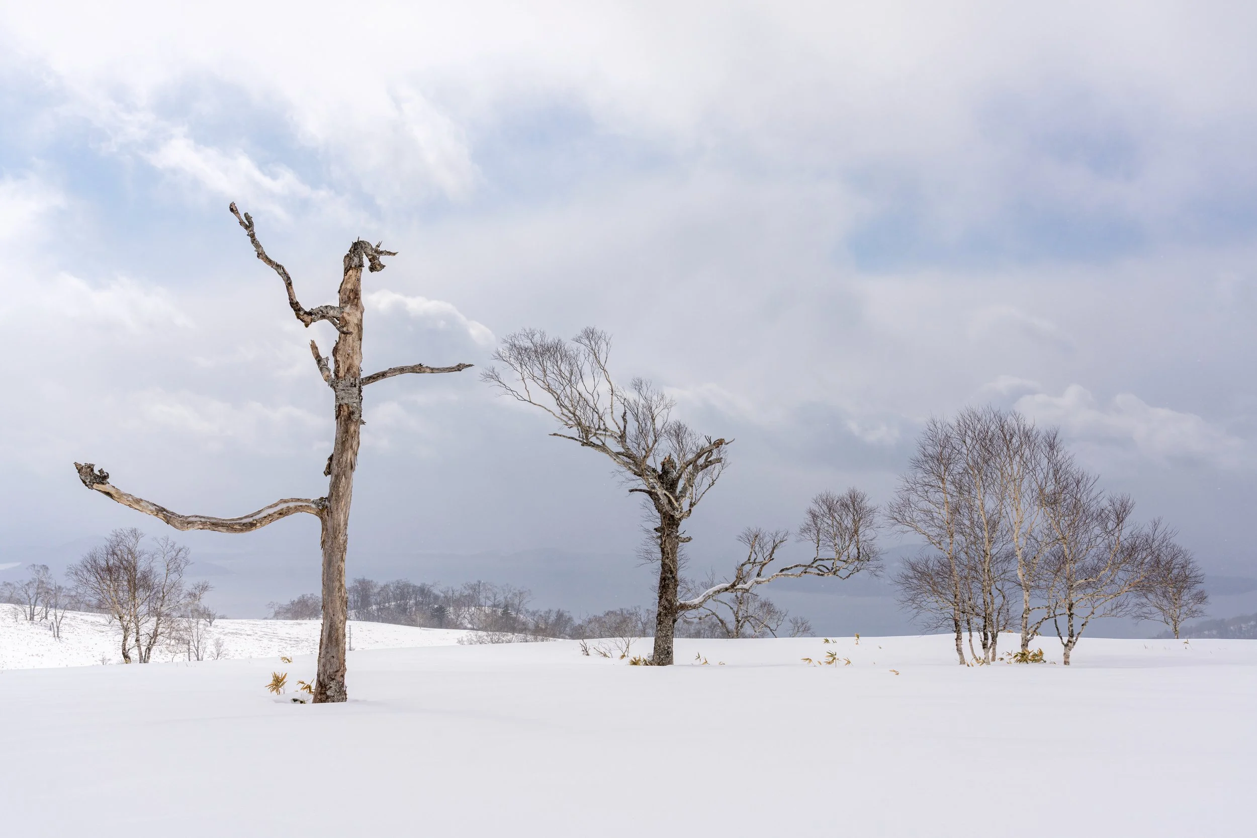 _Elizabeth_Sanjuan_Once was-1.jpeg