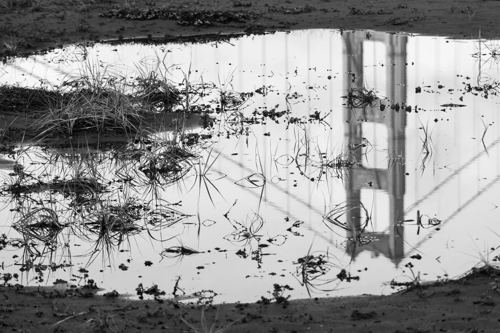 Crissy Field puddle (Arthur Drooker).jpg