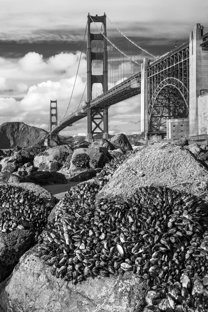 Marshall's Beach (Arthur Drooker).jpg