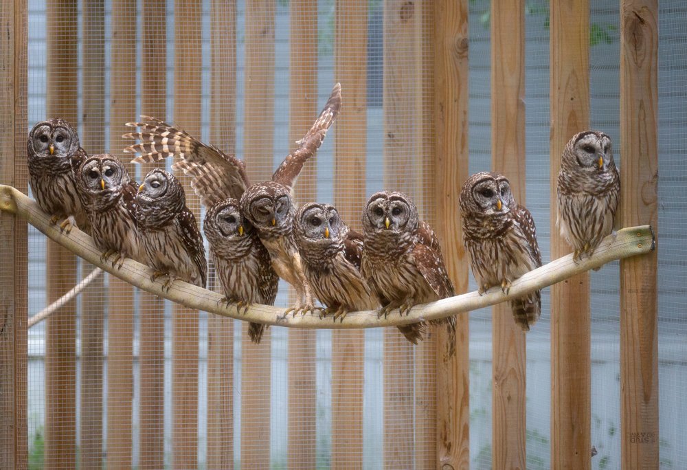 SPENCER_DW_BarredOwls.jpg