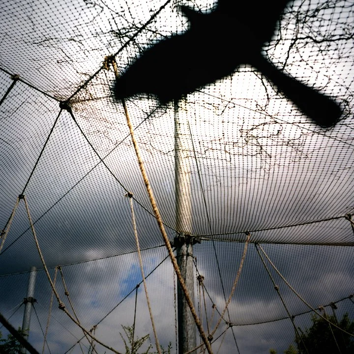 Susanne-Willuhn_Das Jahr der Eidechse-015.jpg