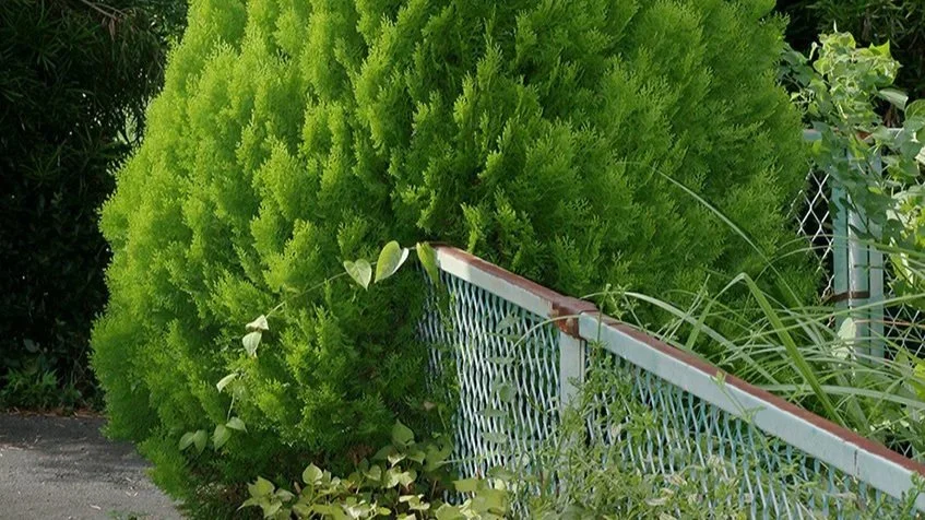 Photography Doesn’t Distort Reality. Your Perception Does. Uetsugu Kotomi Explains What That Changes About Seeing