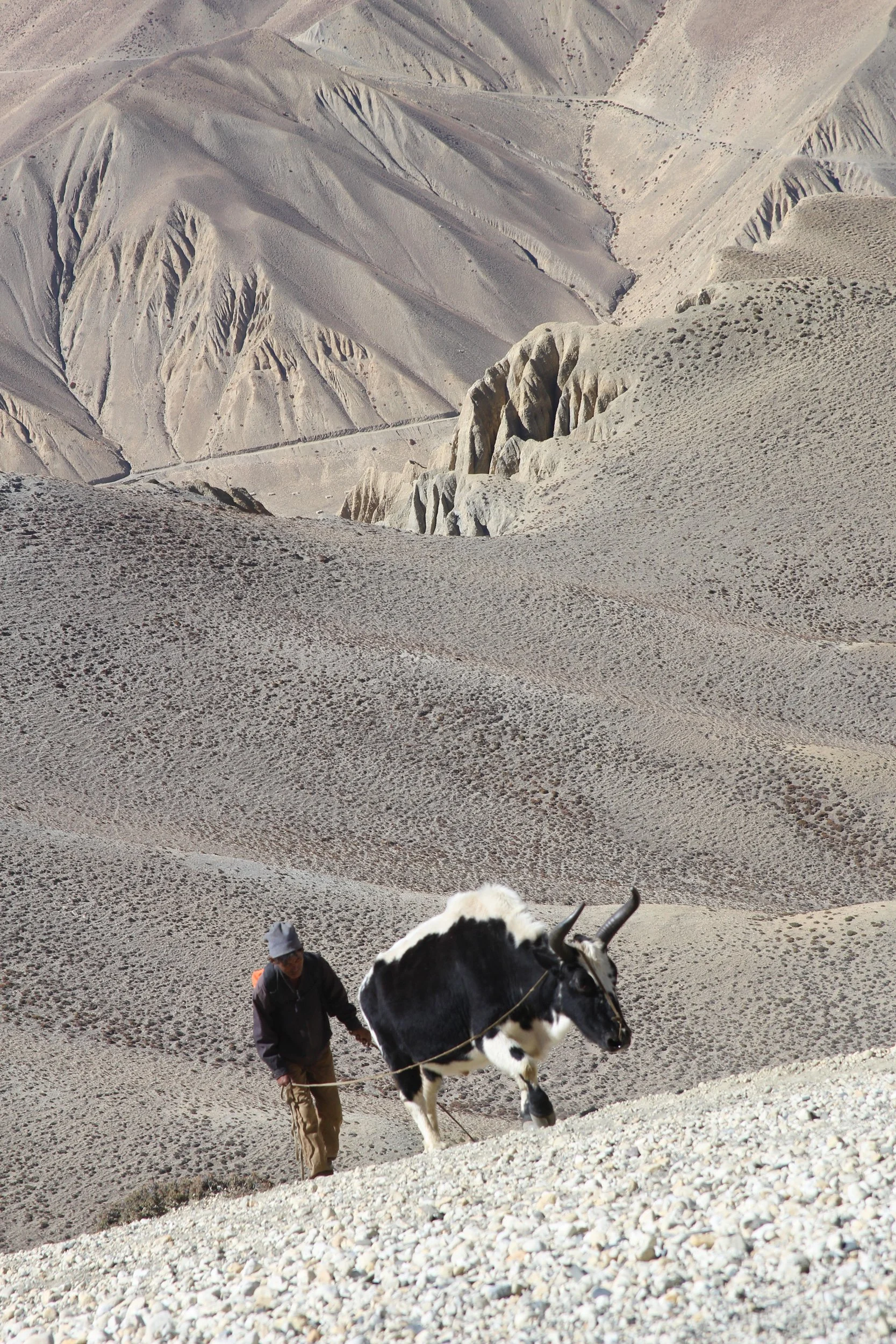 Herdman and Yak 2014.jpg