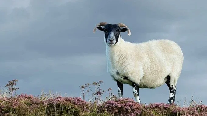 From Farm Animals to Highland Kings: How Patrick Blin Reimagined Scottish Sheep in Pure laine d’Écosse