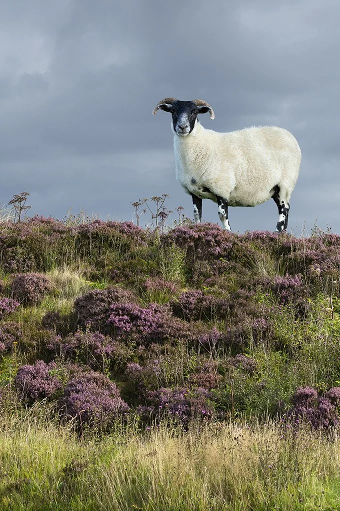 Pure laine 8790 Ultime.jpg