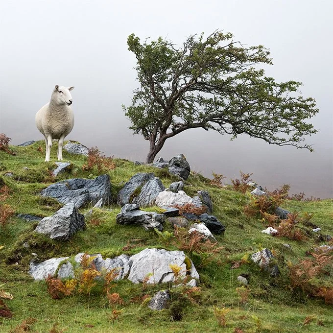 Pure laine d'Ecosse - Patrick BLIN 1991 S tirage ULTIME.jpg
