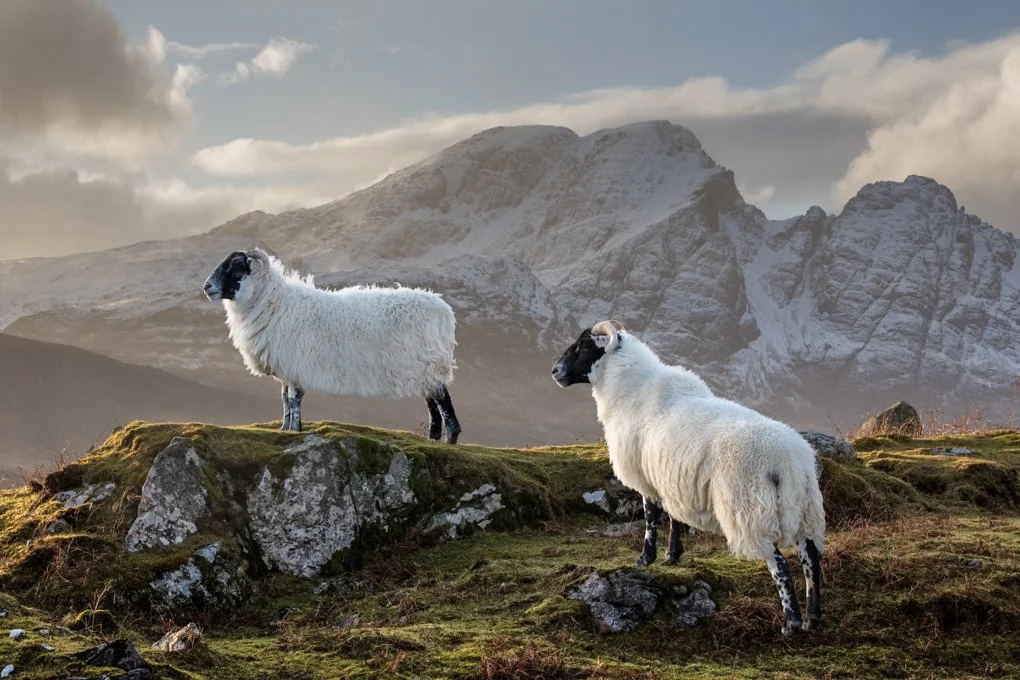 Pure laine d'Ecosse - Patrick BLIN 2720 tirage ULTIME.jpg