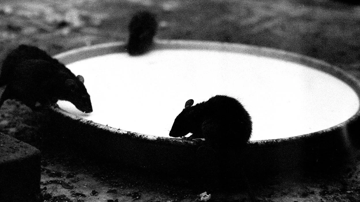 How Simon King Found Beauty, Survival, and Coexistence in India’s Temple of 25,000 Rats