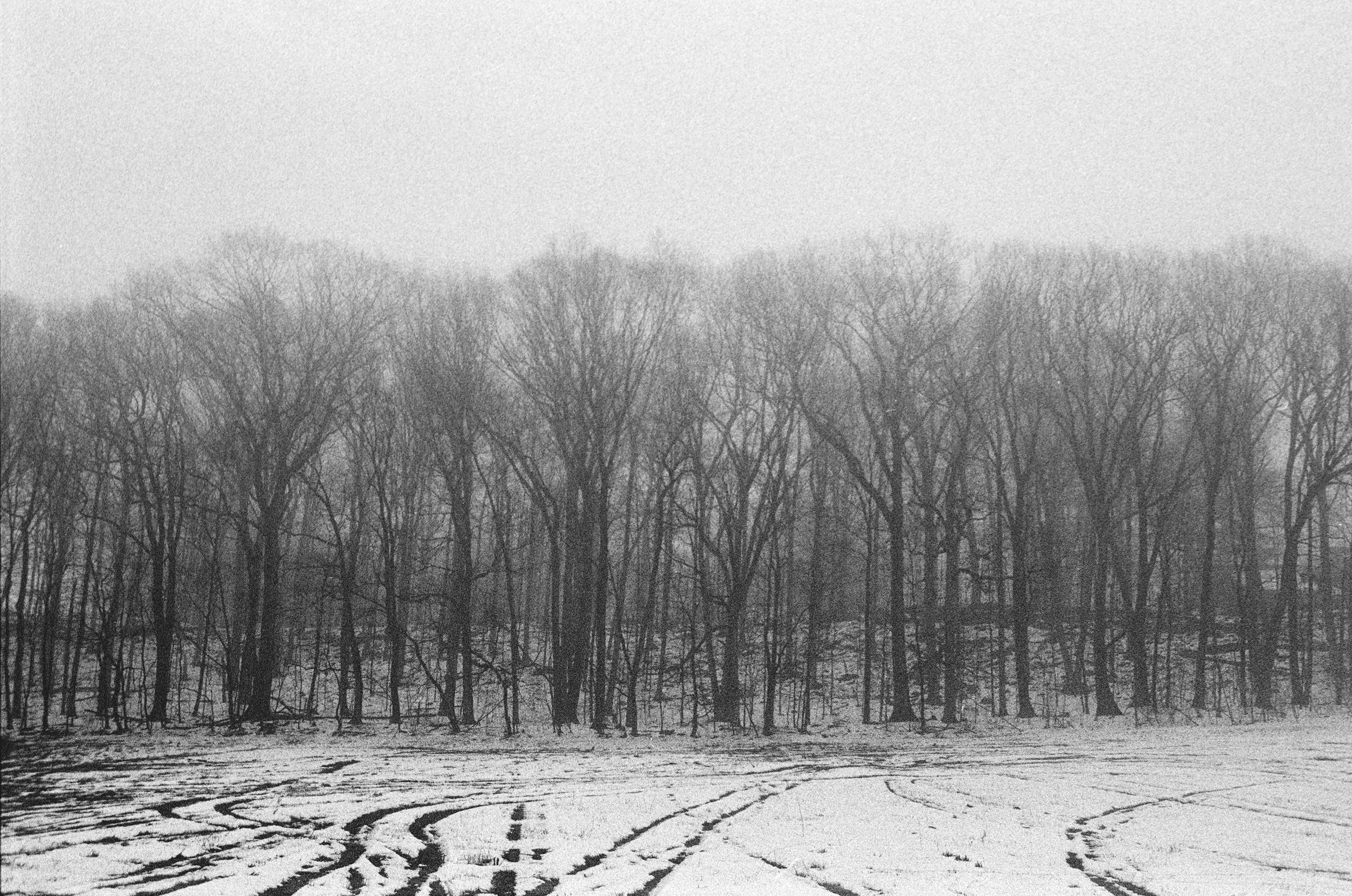 Winter Trees in a Field of Snow.jpg