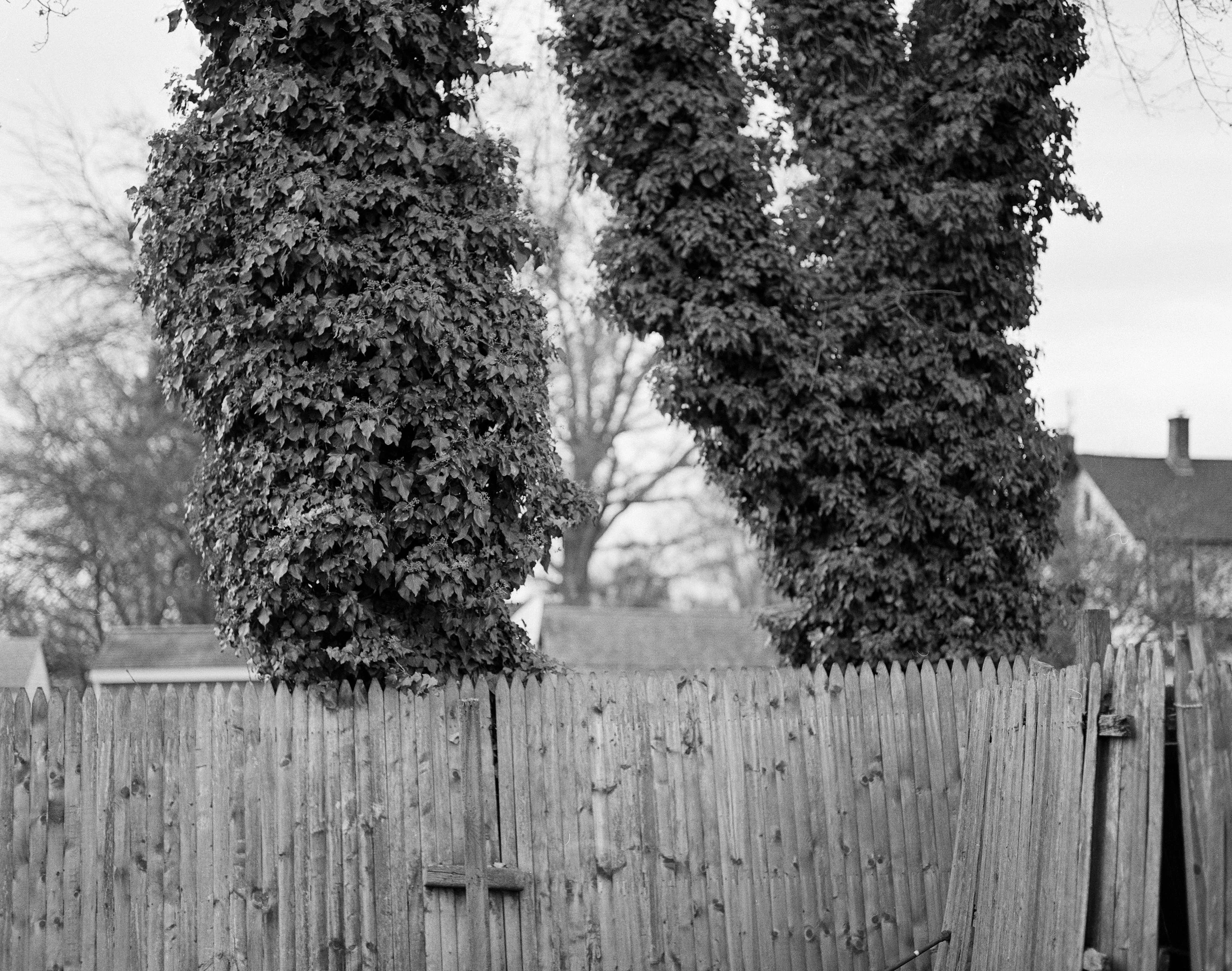 Fence with Two Vine Covered Trees.jpg