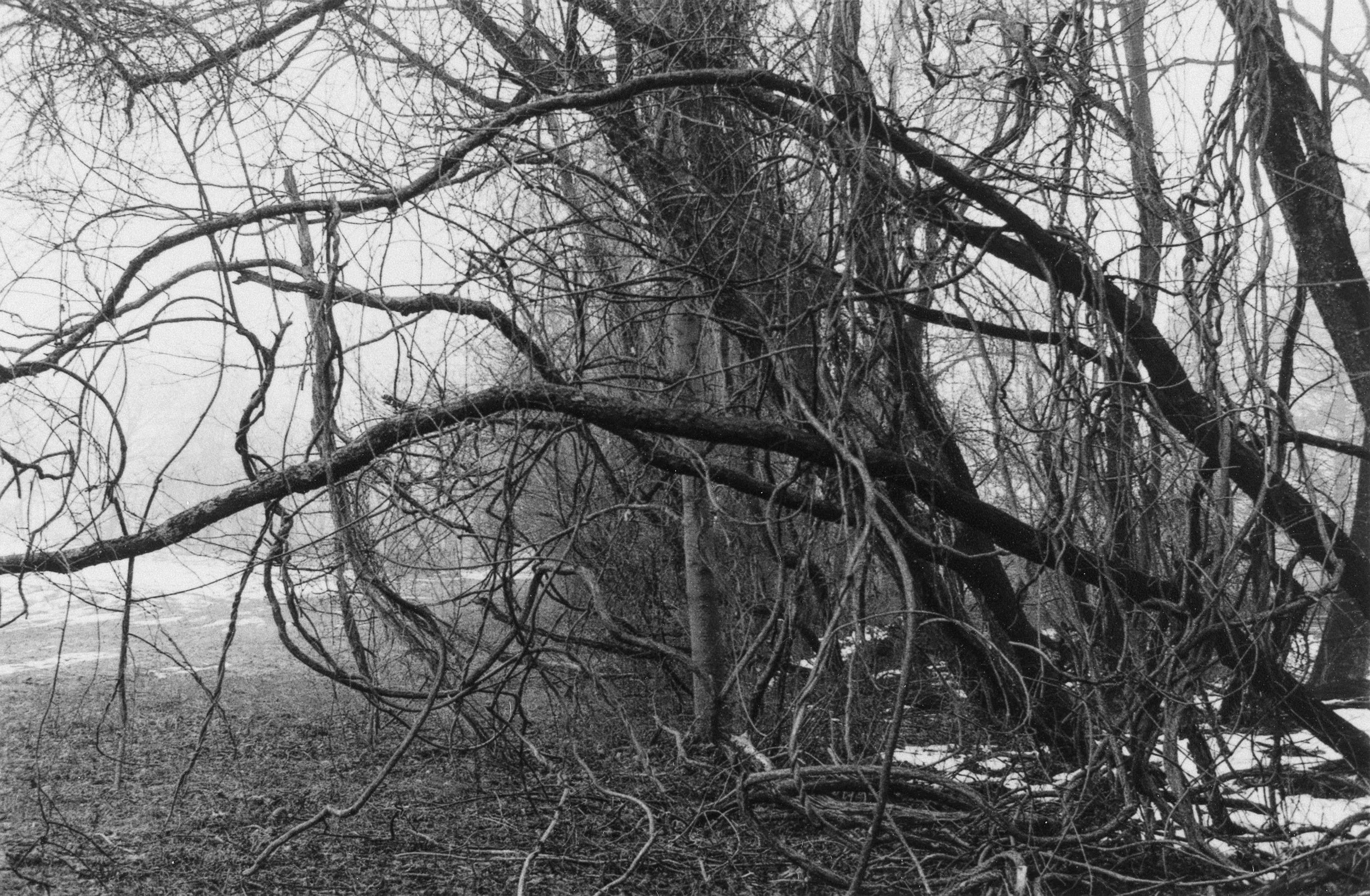 Tangled Trees in Winter.jpg