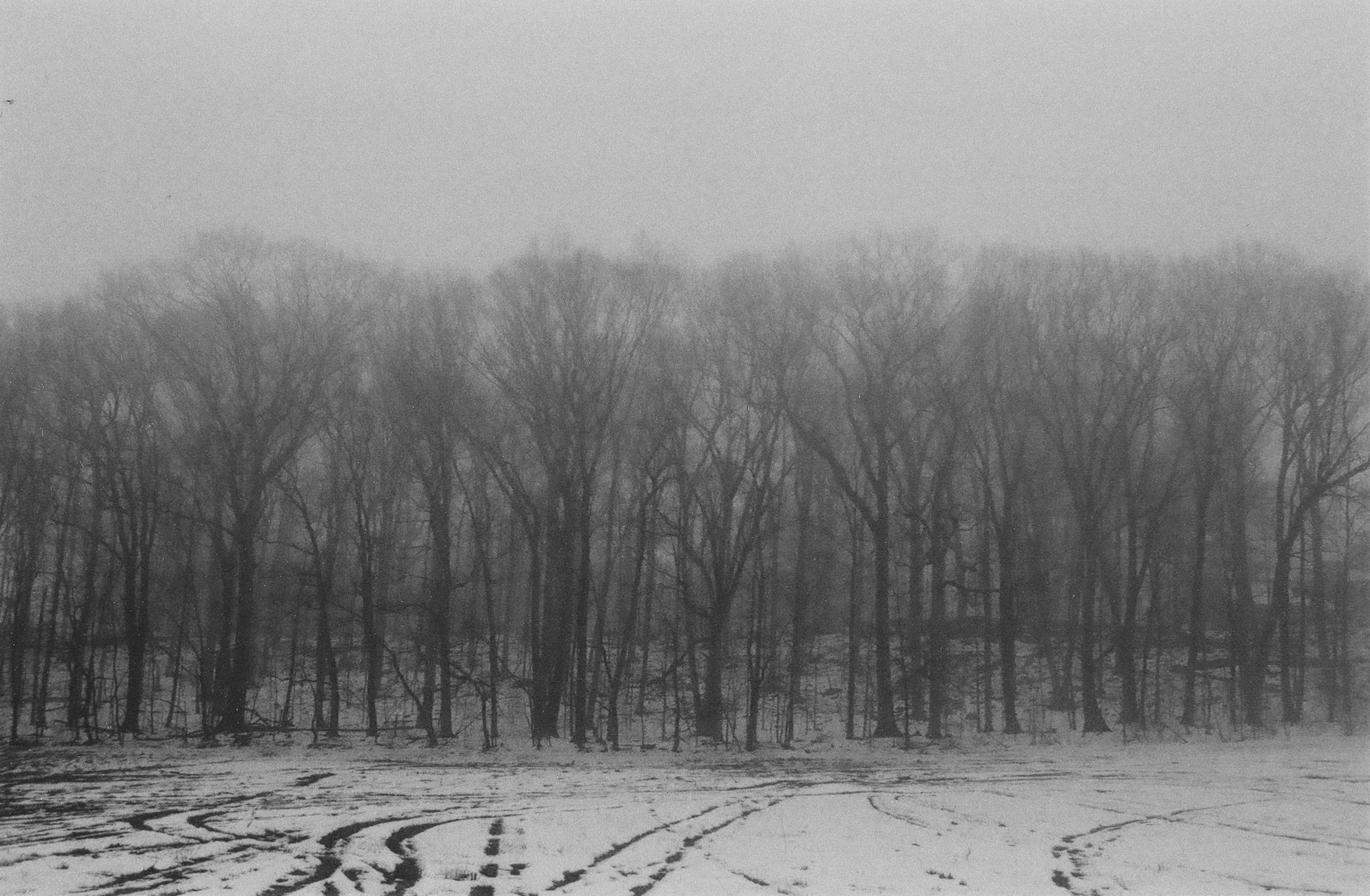 Trees in a Snowy Field.jpg