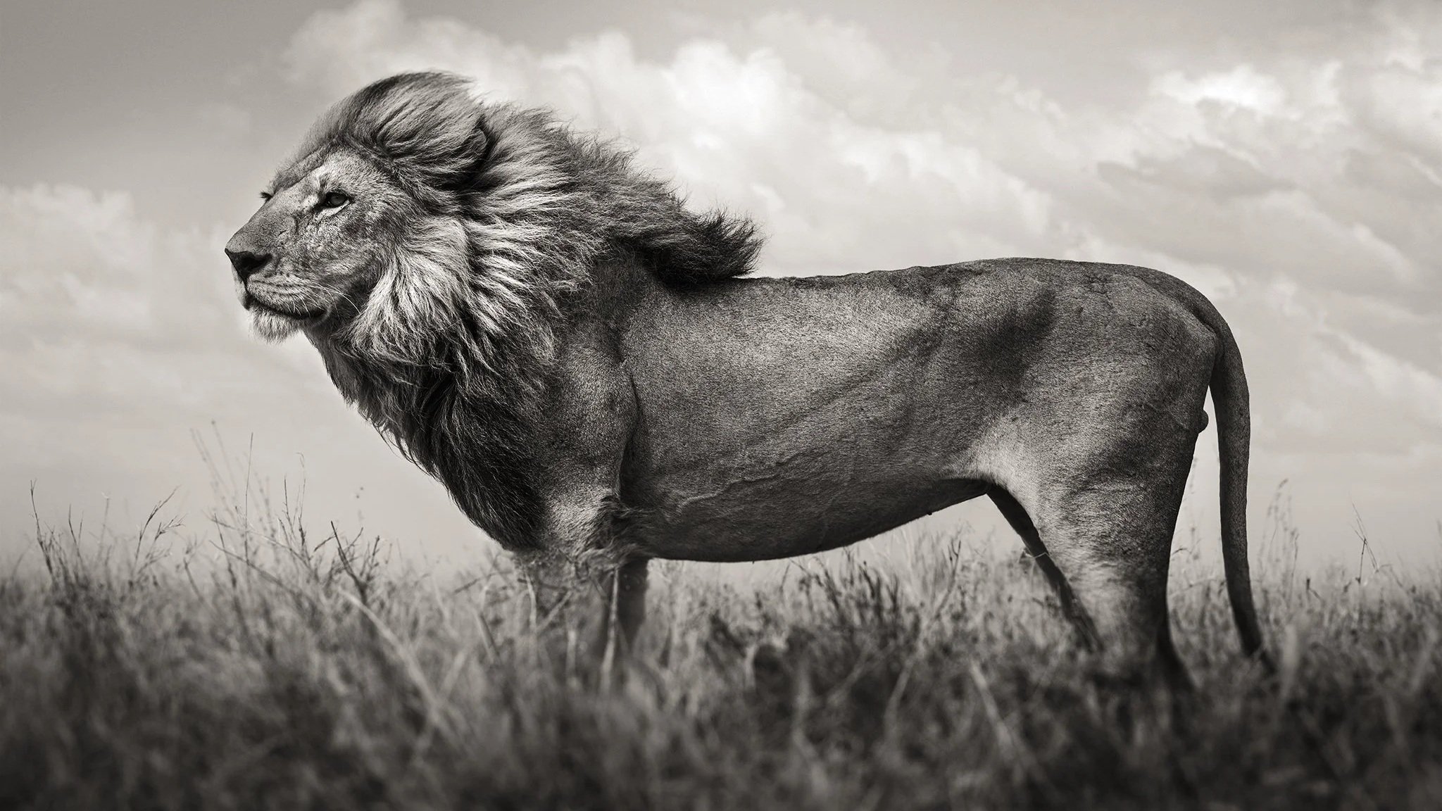 The Last of Their Kind: Joachim Schmeisser’s Intimate Portraits of Animals We May Lose Forever