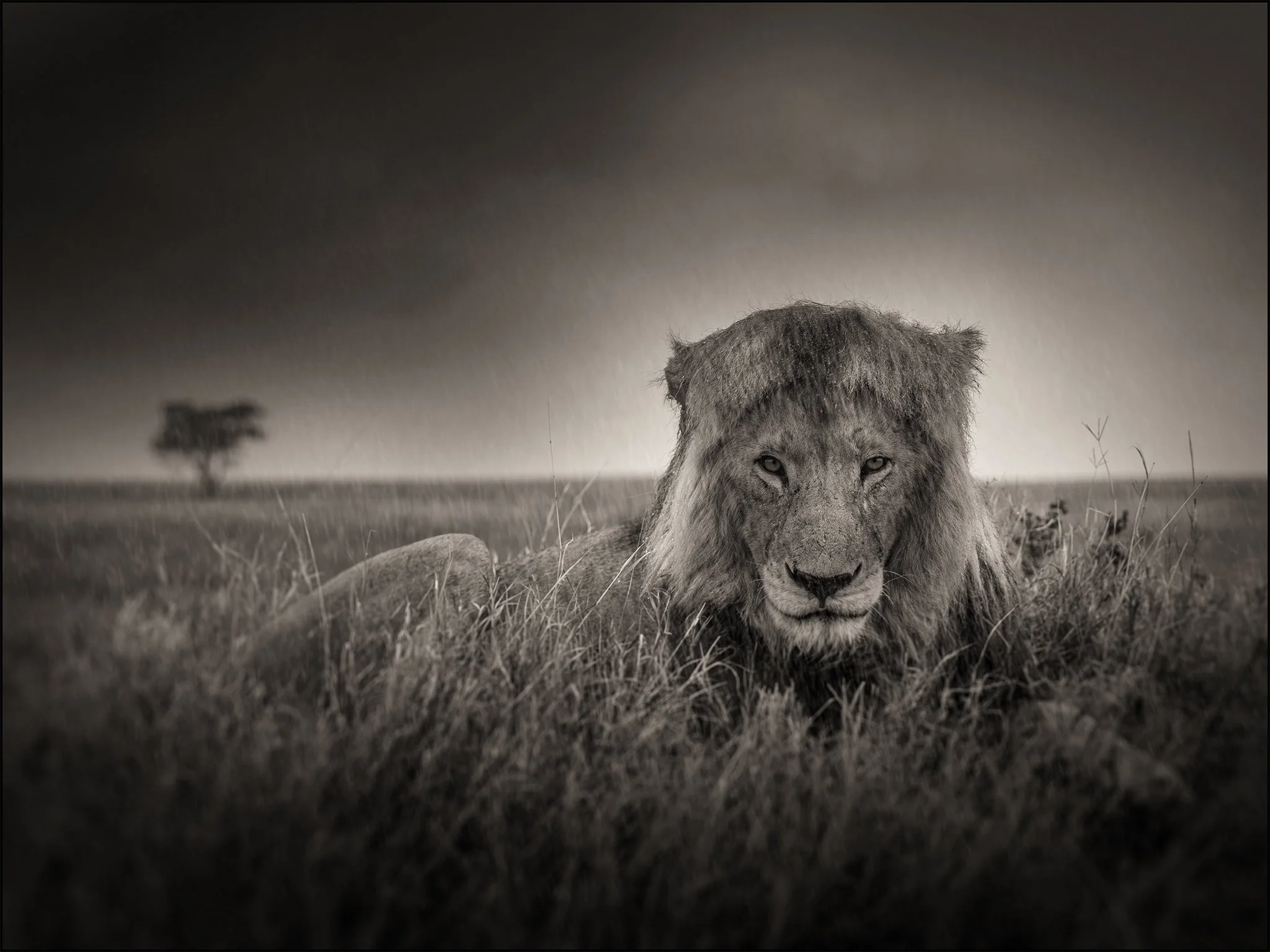 Lion in heavy rain.jpg