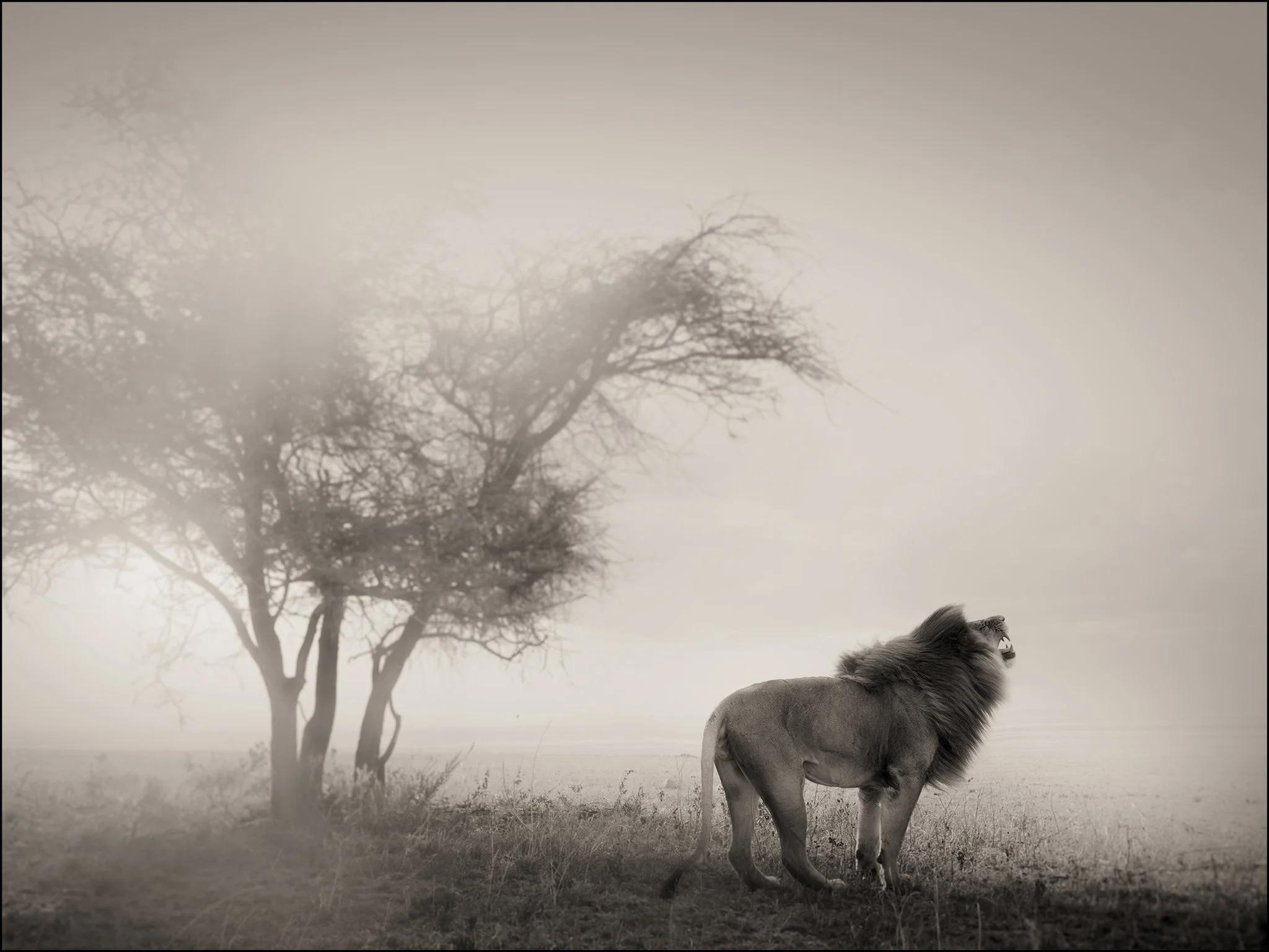 Lion in the mist.jpg